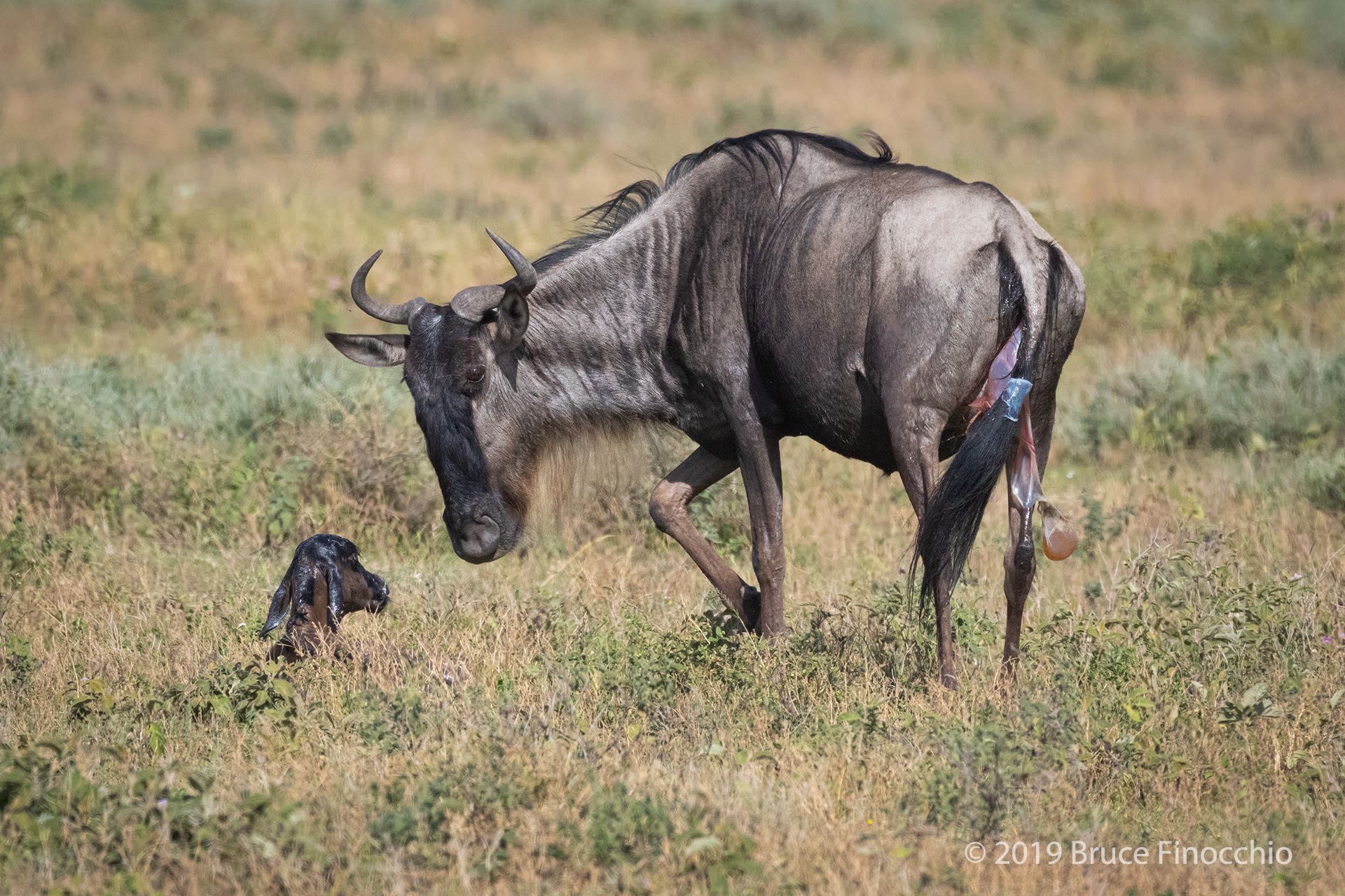1920x1280 Wildebeest Calves In And One Out Catcher Image