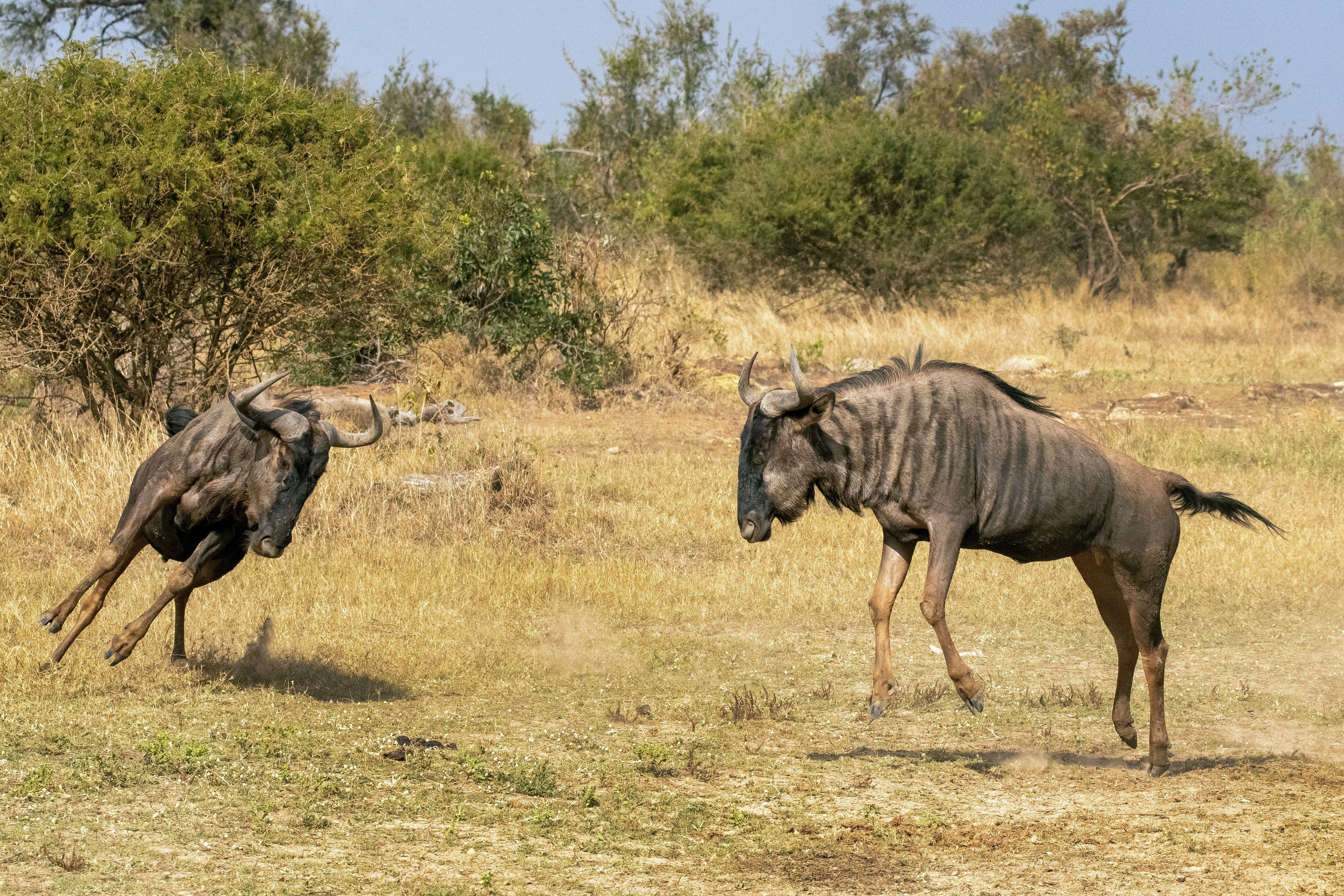 5568x3712 Blue Wildebeest Photo, Download The BEST Free Blue Wildebeest & HD Image