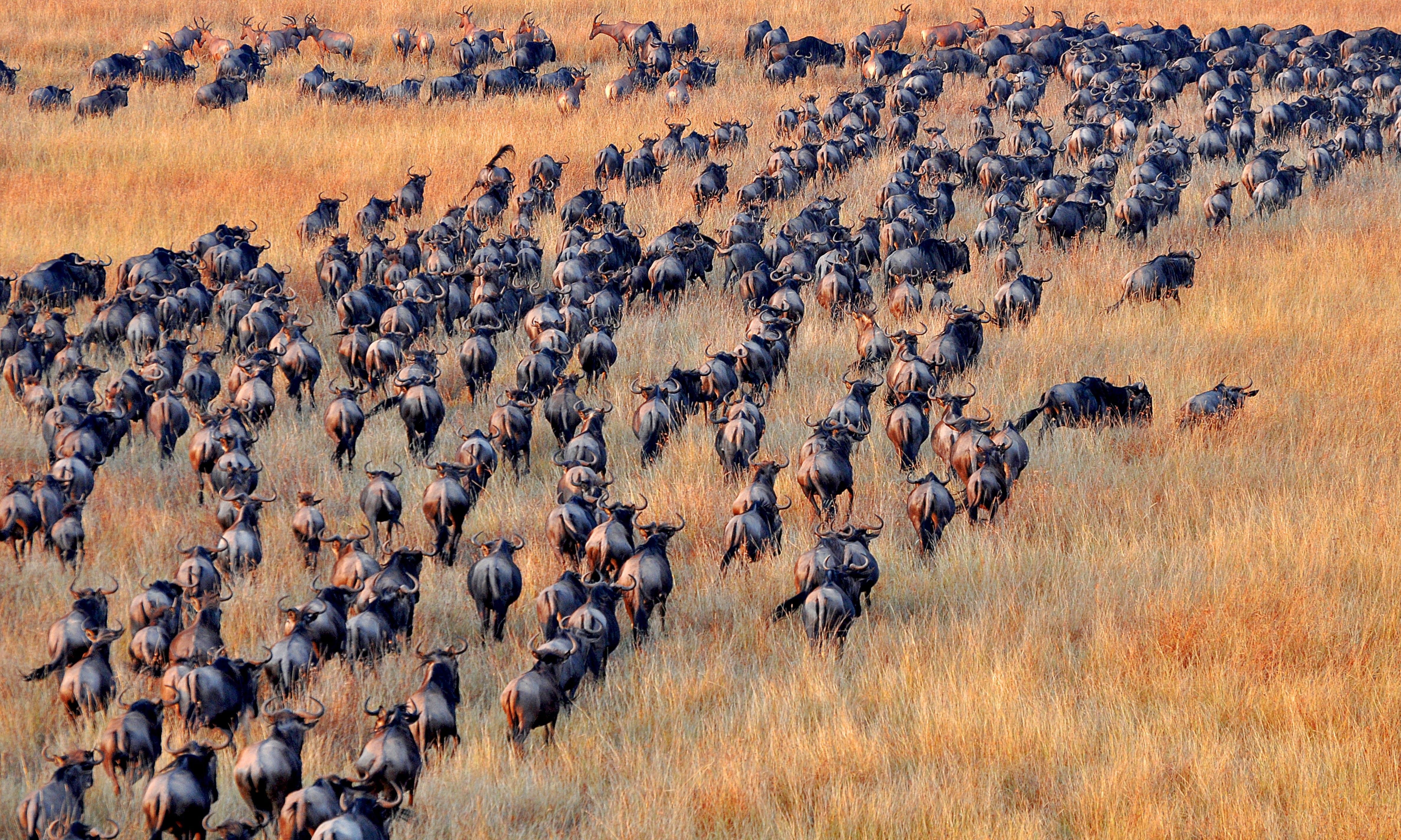 4747x2848 Wallpaper / nature, wildebeest, antelopes, domestic animals, safari, animals in the wild, abundance, on the move, vertebrate, gazelle, animal, savannah, no people free download