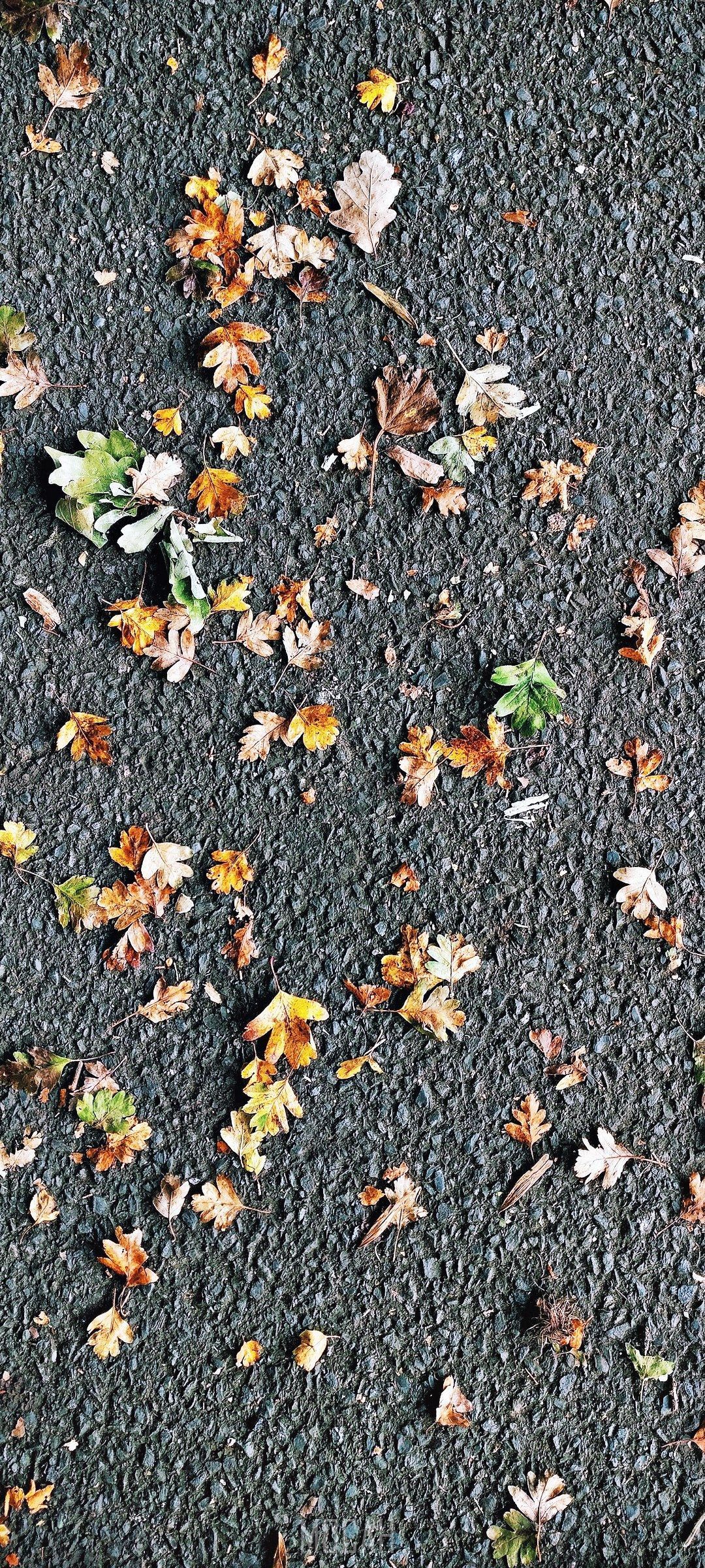 1080x2400 leaves scattered on the ground, _scattered leaves, Realme X7 Pro wallpaper HD download, 1080x2400 Gallery HD Wallpaper