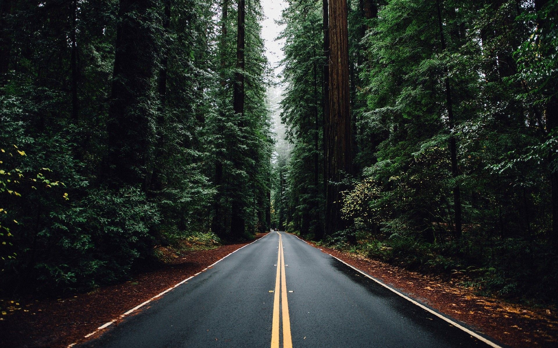 1920x1200 Jungle Road Wallpaper