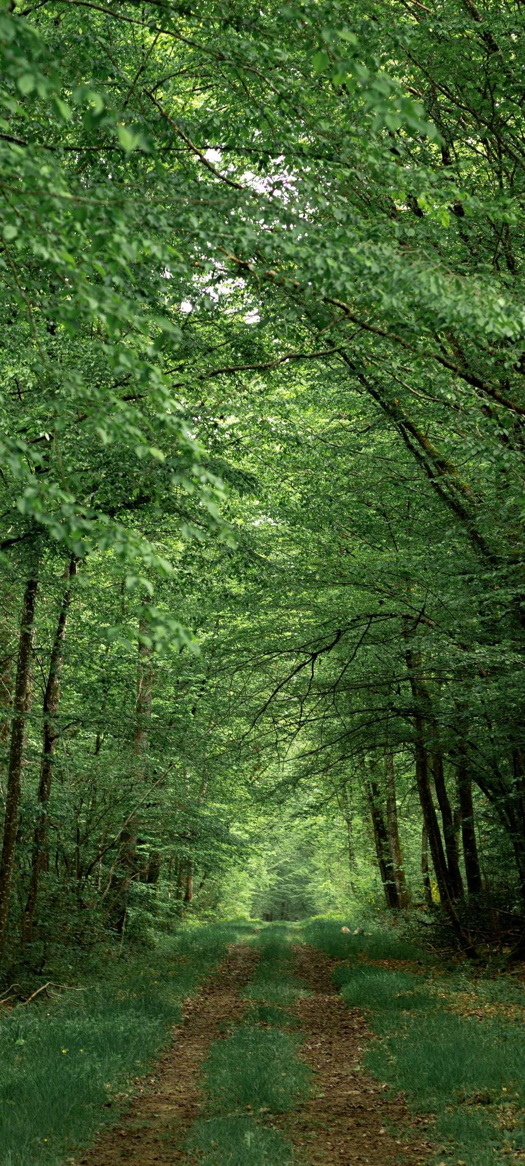 1080x2400 Jungle Road