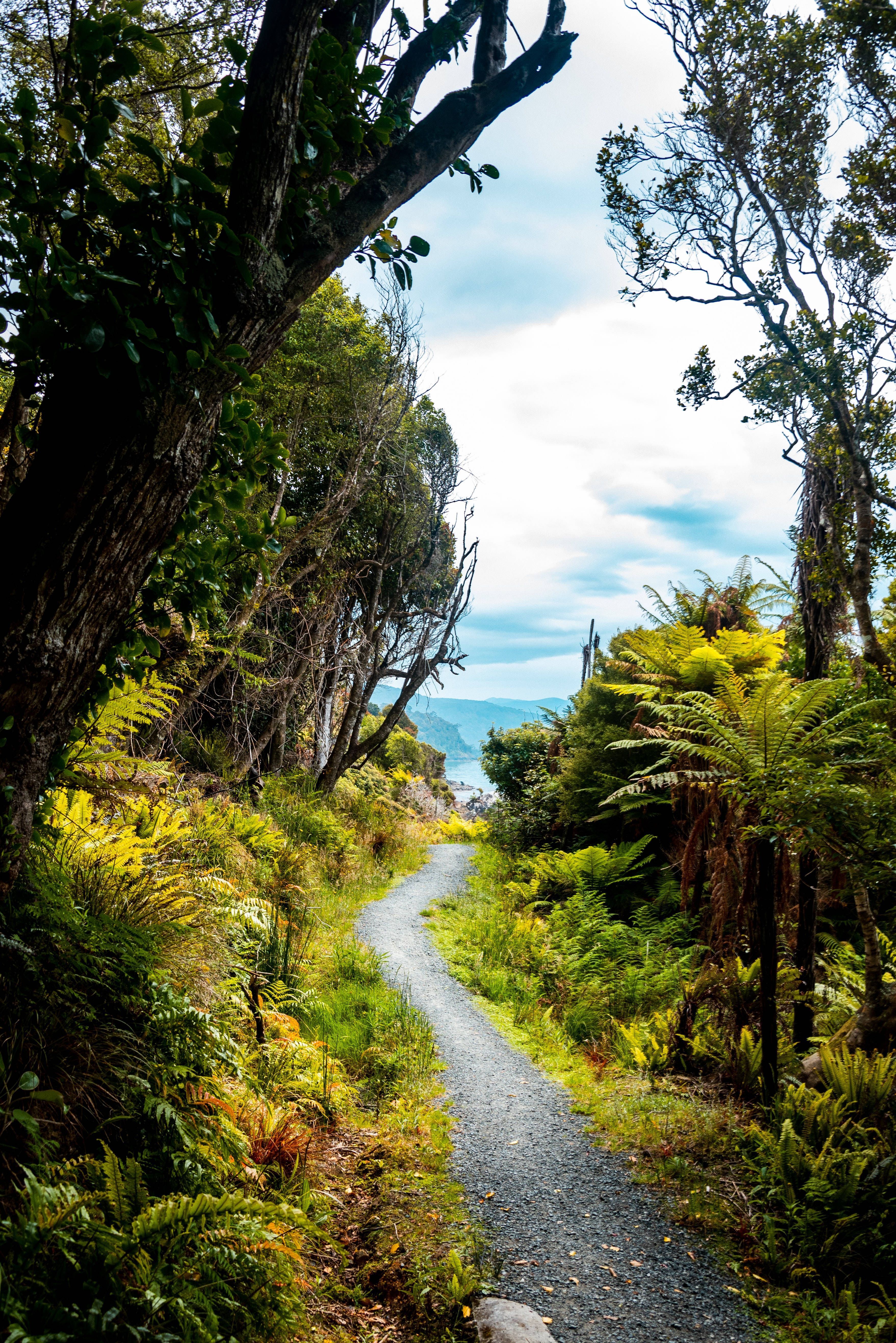 3515x5272 Download Tropical Jungle Road Wallpaper