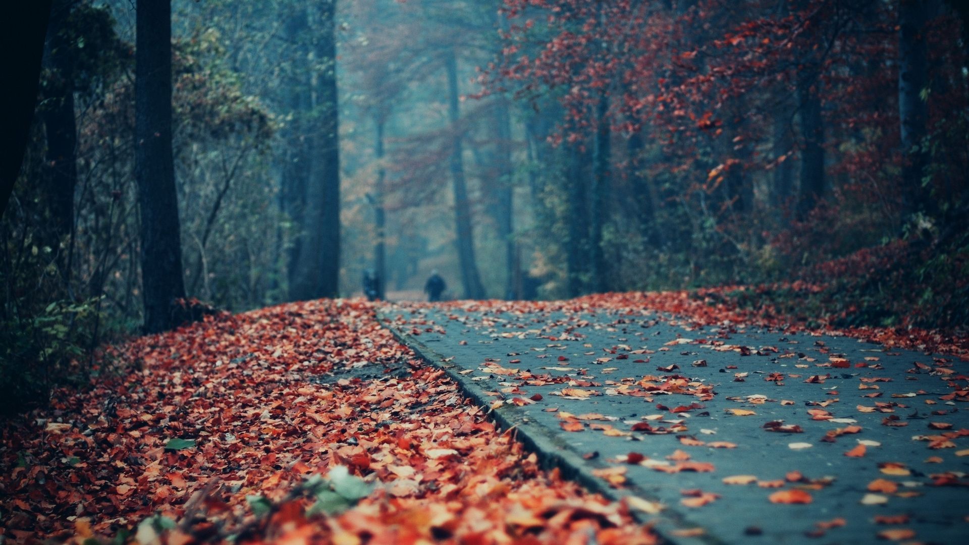 1920x1080 Wallpaper / forest, grass, wild, jungle, road, trees, light free download