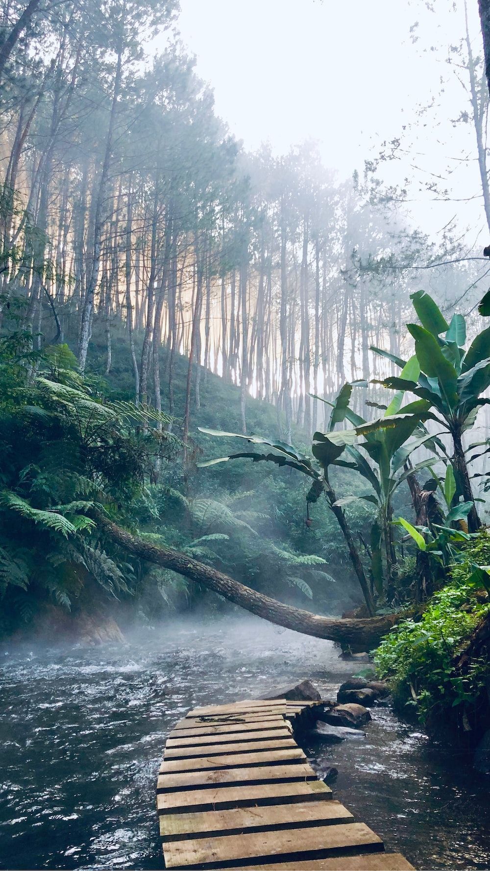 1000x1777 1K+ Jungle Road Picture. Download Free Image