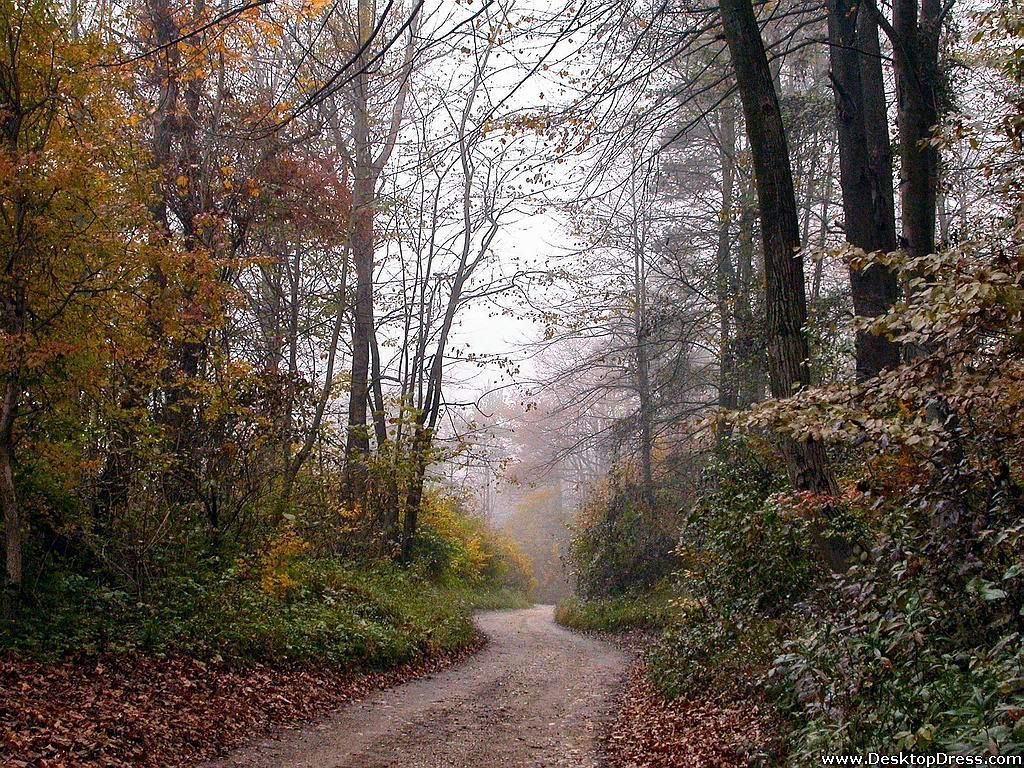 1024x768 Jungle Road Wallpaper