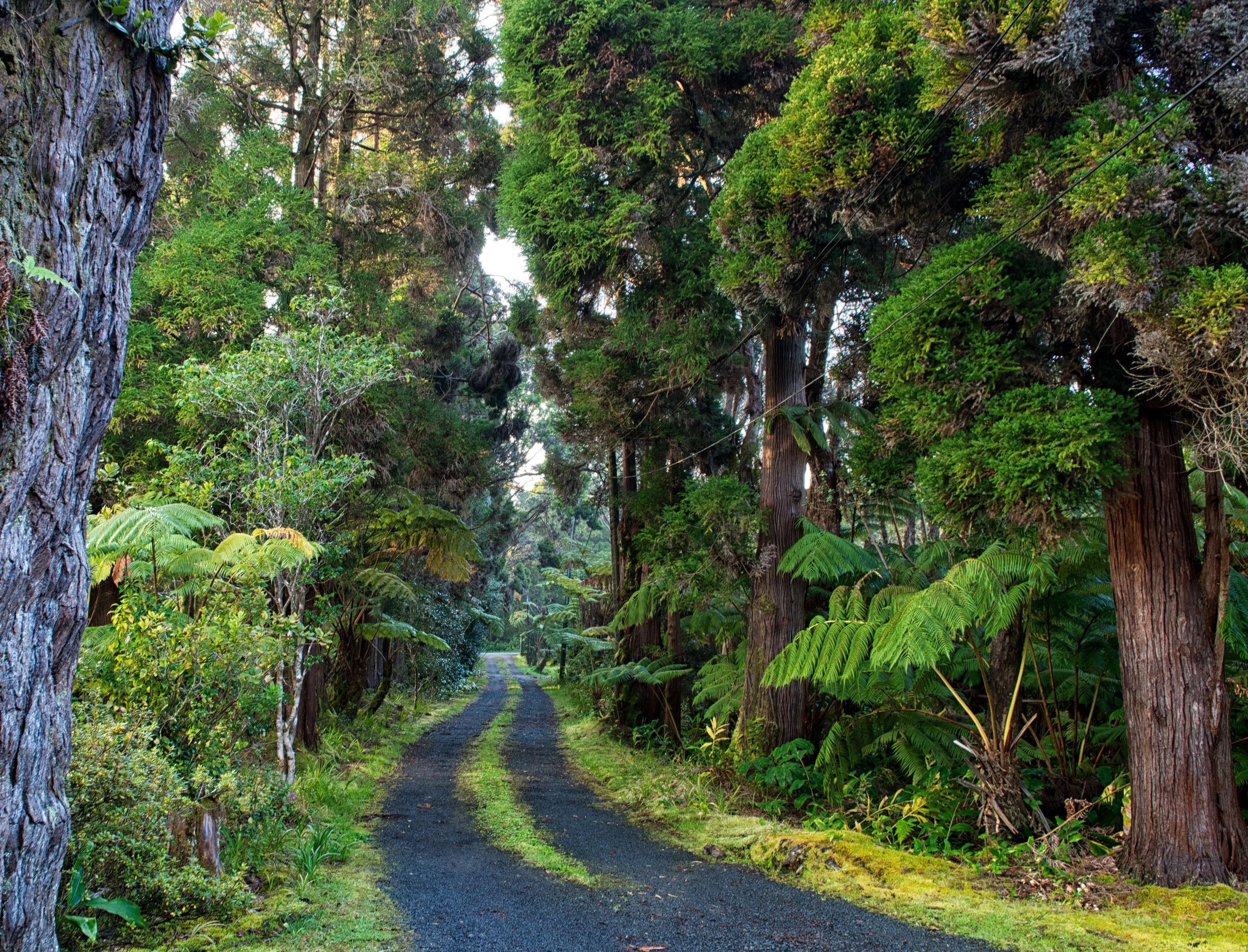 3670x2800 HD desktop wallpaper: Nature, Road, Forest, Tree, Jungle, Man Made download free picture