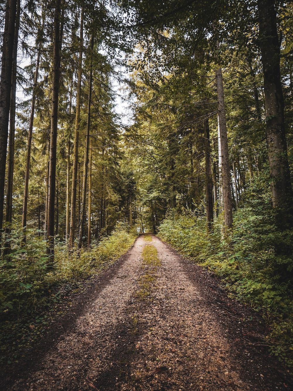 1000x1333 Forest Road Picture. Download Free Image