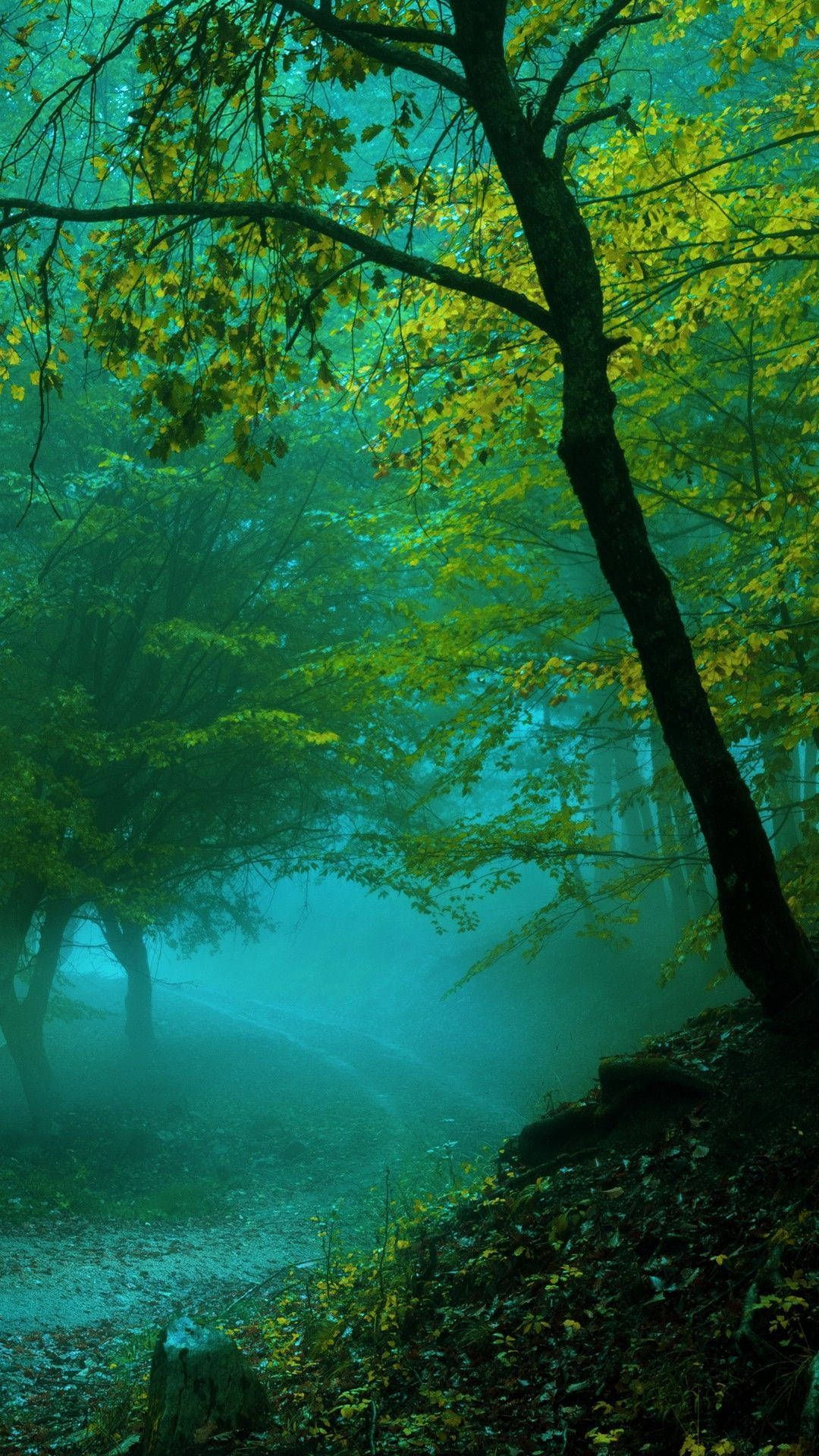 1080x1920 Download Road Jungle iPhone Wallpaper