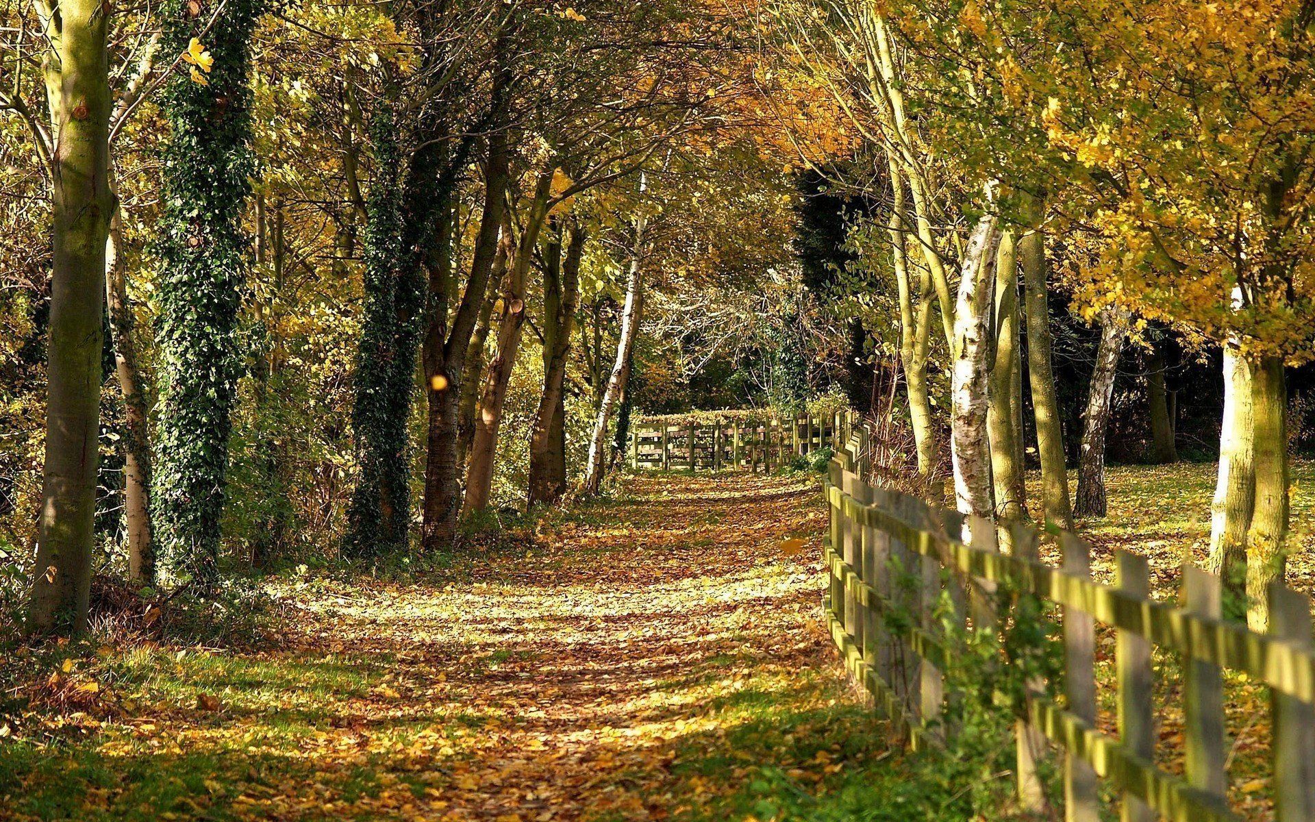 1920x1200 Autumn Jungle Wallpaper