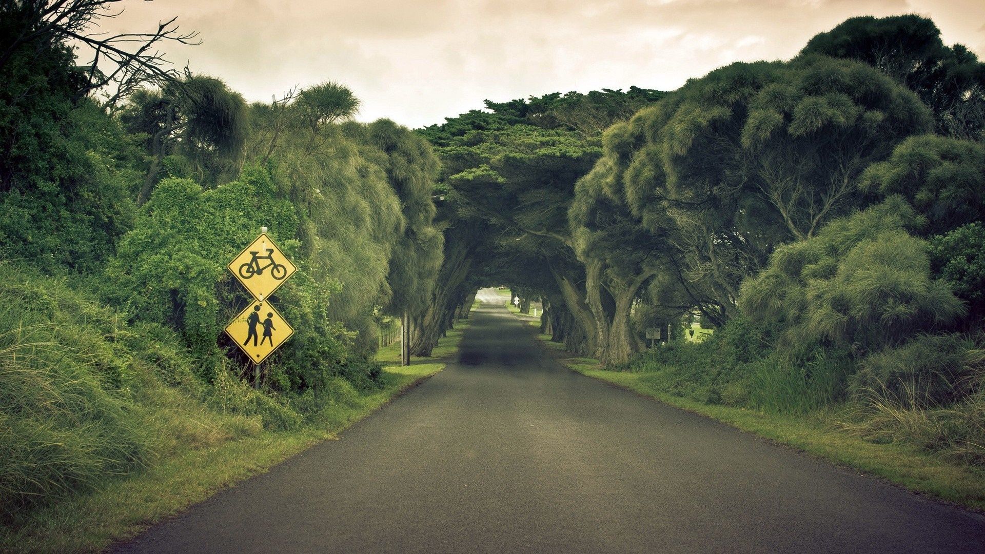 jungle-road-wallpapers-top-free-jungle-road-backgrounds-wallpaperaccess