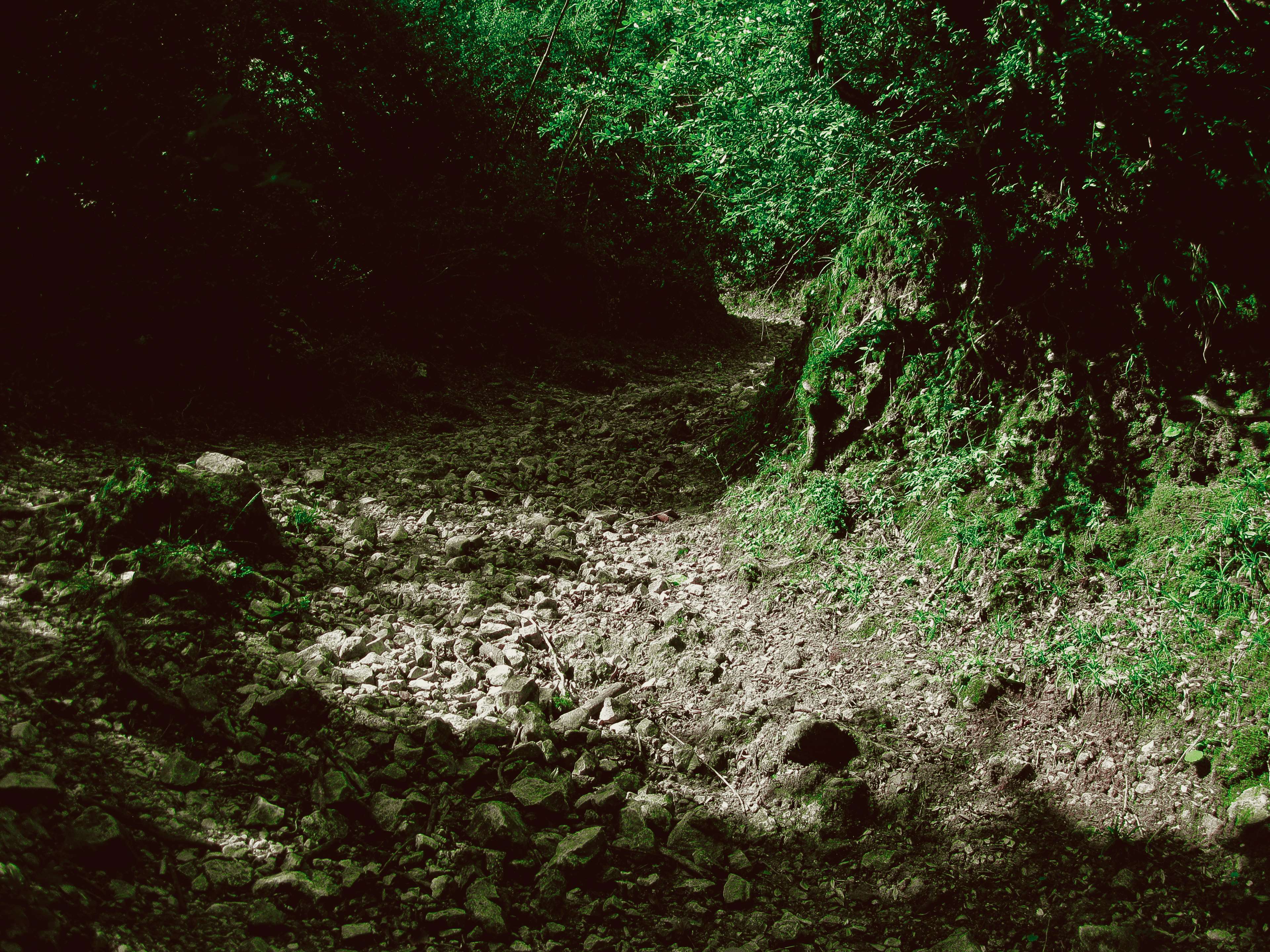 3840x2880 dirt road, forest, jungle road, nature, old road, road 4k wallpaper
