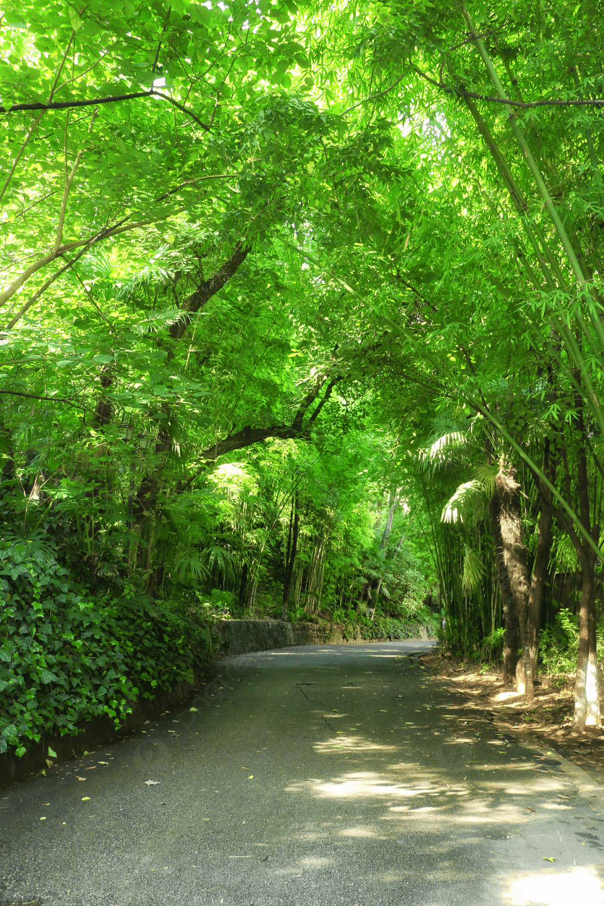 1200x1800 Forest Road In Summer Sunshine Background Wallpaper Image For Free Download