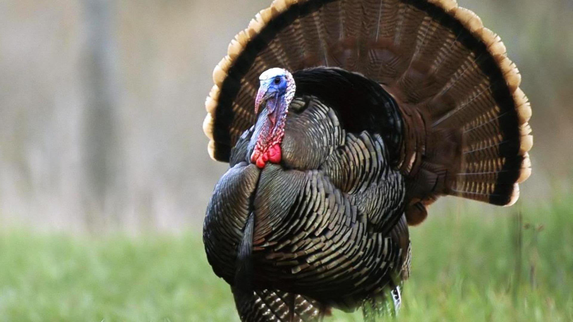 1920x1080 Turkey Tag wallpaper: Turkey Thanksgiving Holiday HD Wallpaper