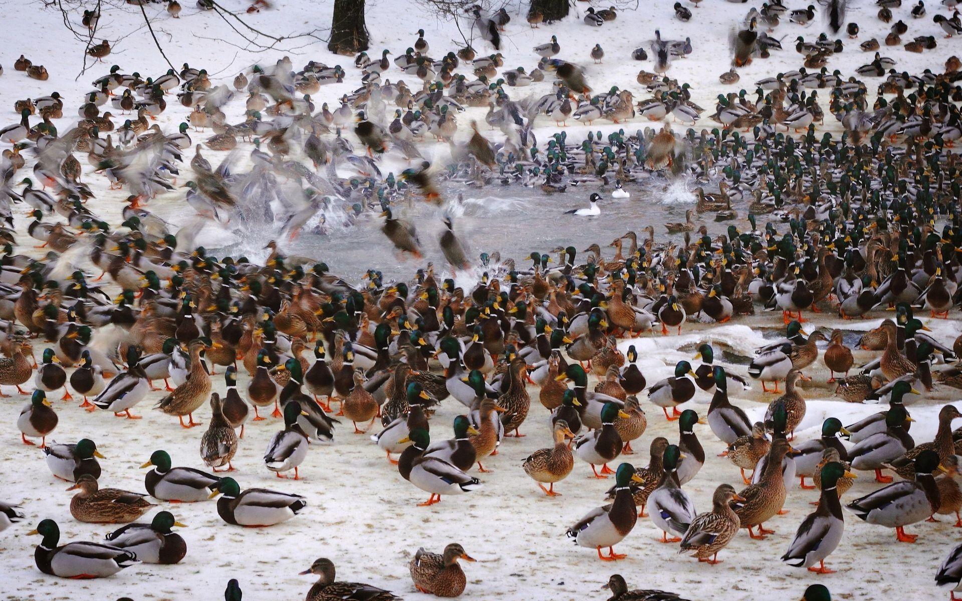 1920x1200 Drake Waterfowl Wallpaper
