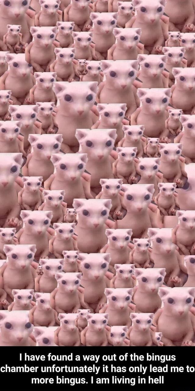 640x1281 Have found a way out of the bingus chamber unfortunately it has only lead me to more bingus. I am living in hell have found a way out of the