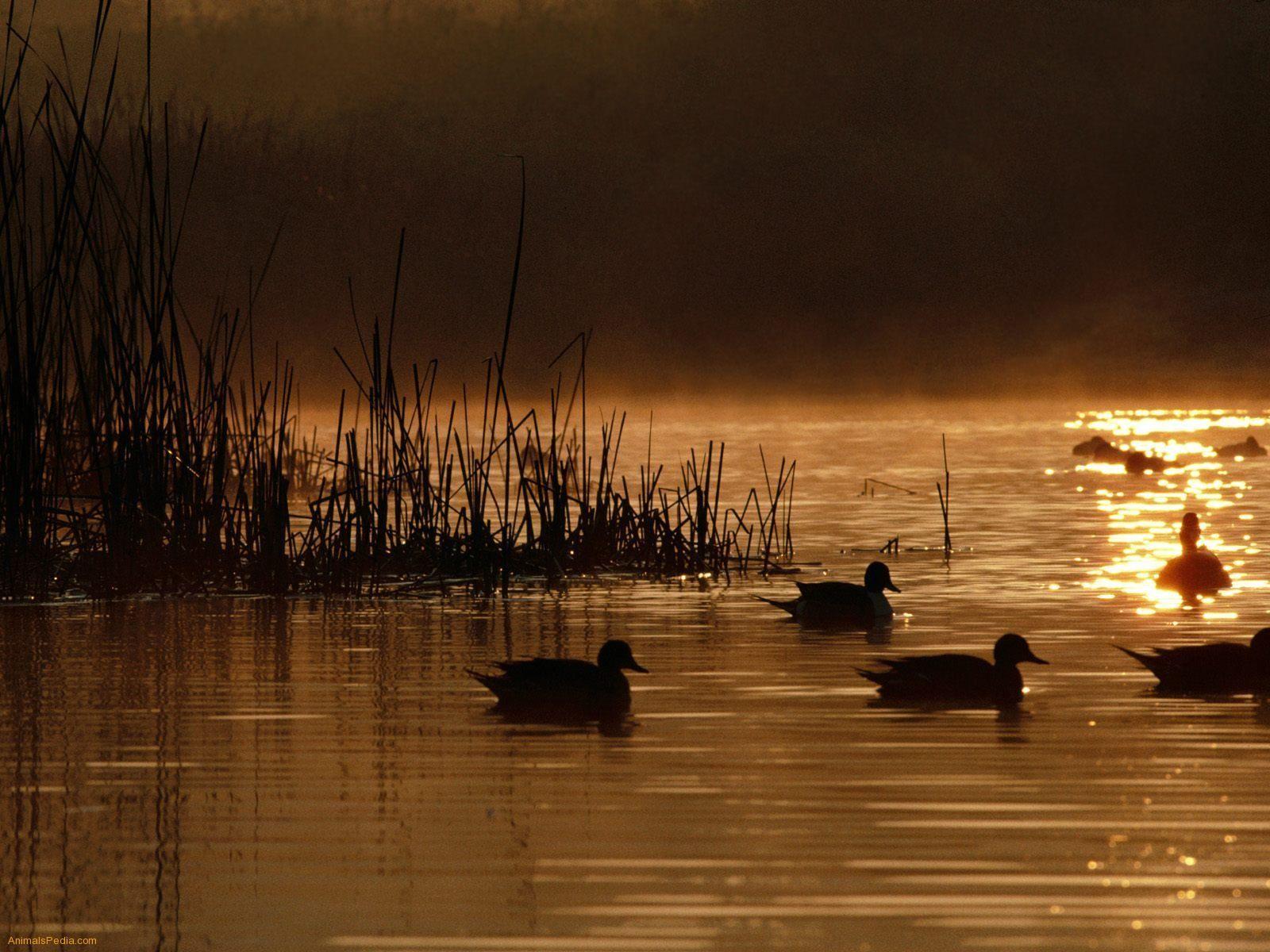 1600x1200 waterfowl Birds Animals Background Wallpaper on Desktop Nexus 920