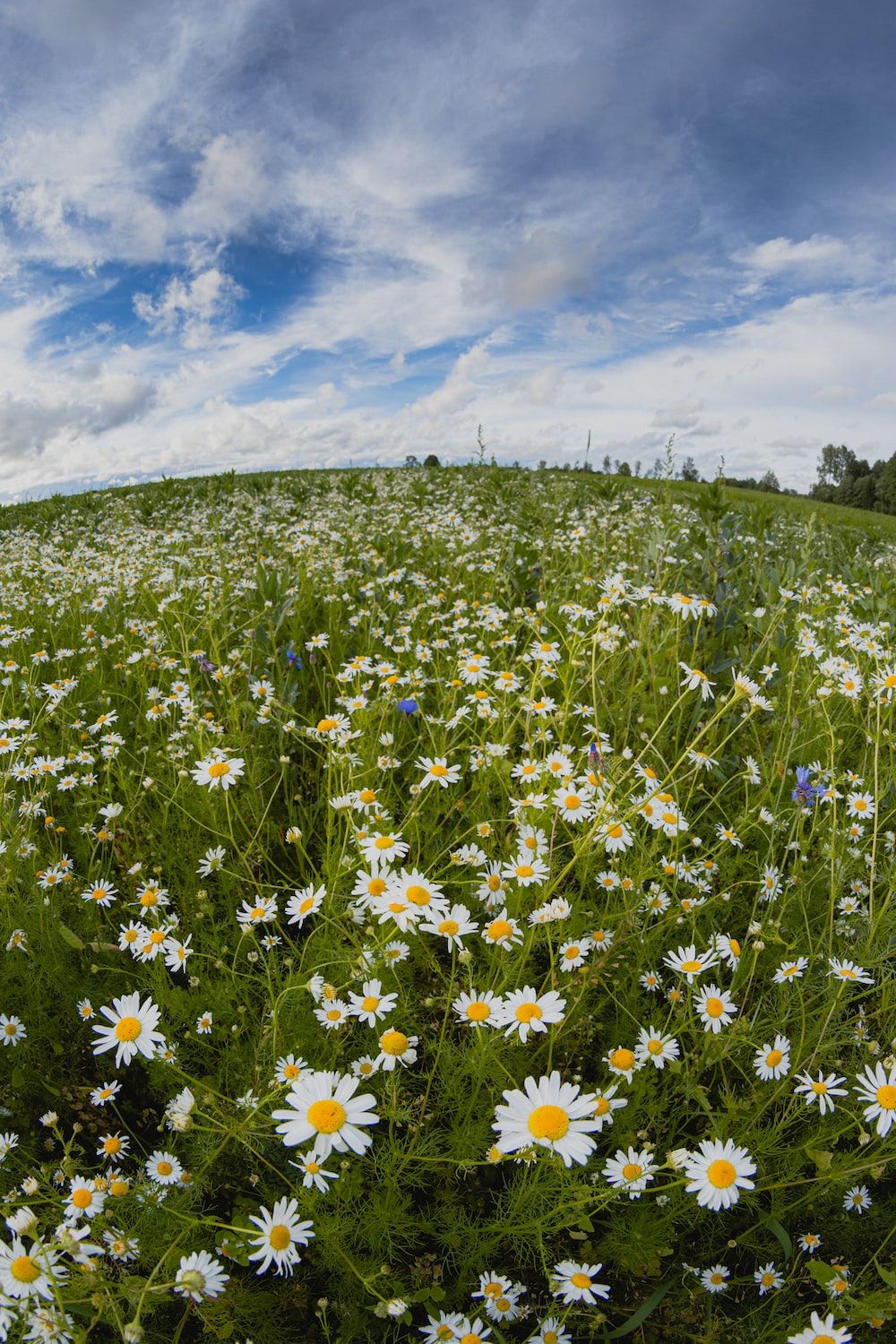 Daisy Field Wallpapers - Top Free Daisy Field Backgrounds - WallpaperAccess