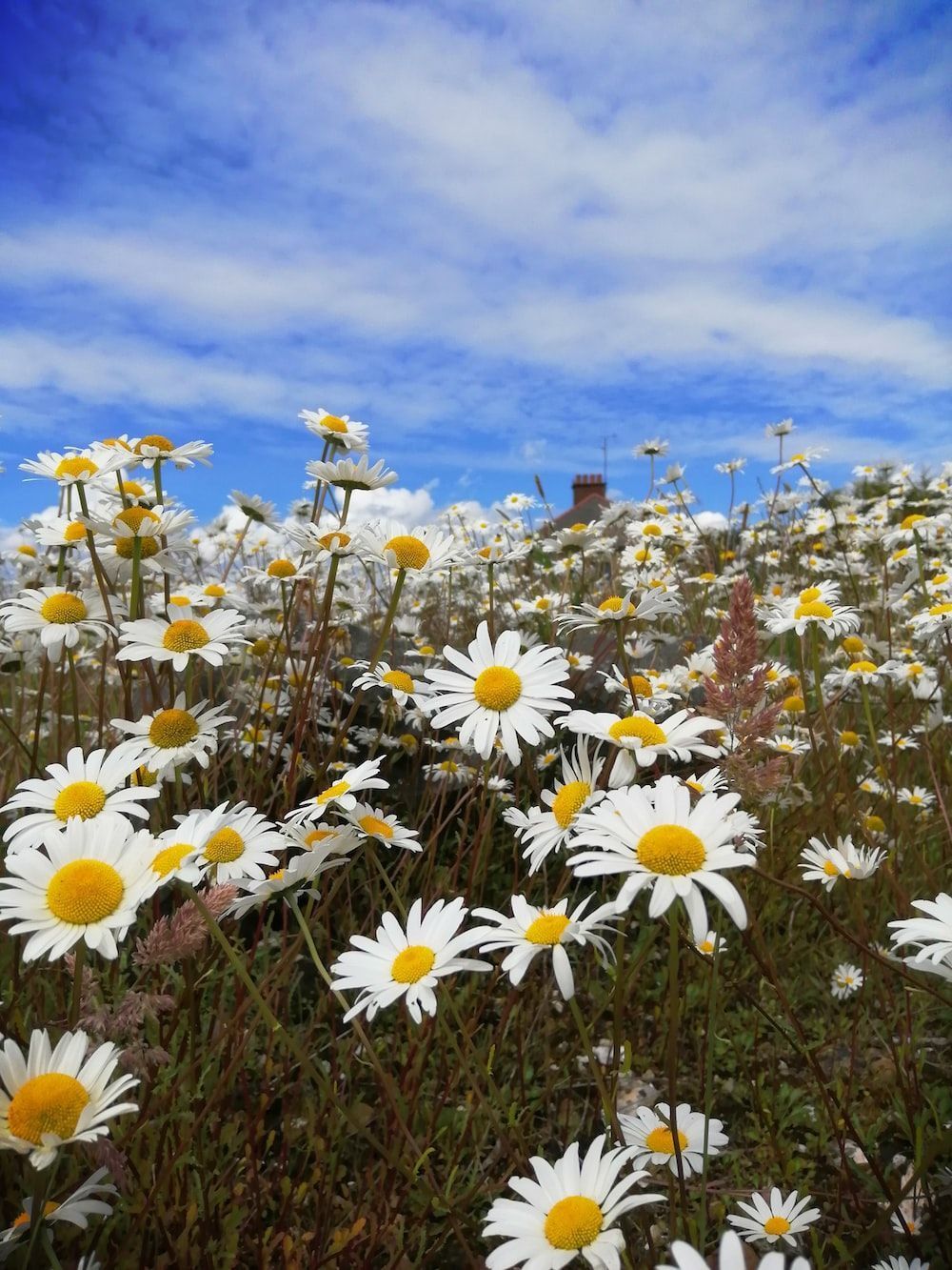 1000x1333 Daisy Field Picture. Download Free Image
