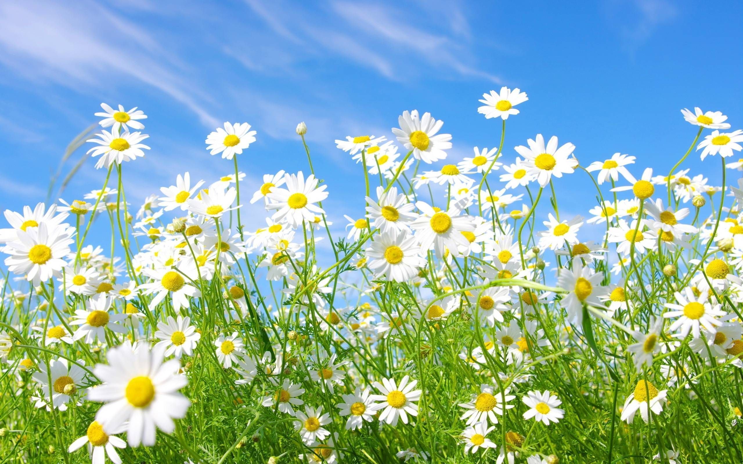 Daisy Field Wallpapers - Top Free Daisy Field Backgrounds - WallpaperAccess