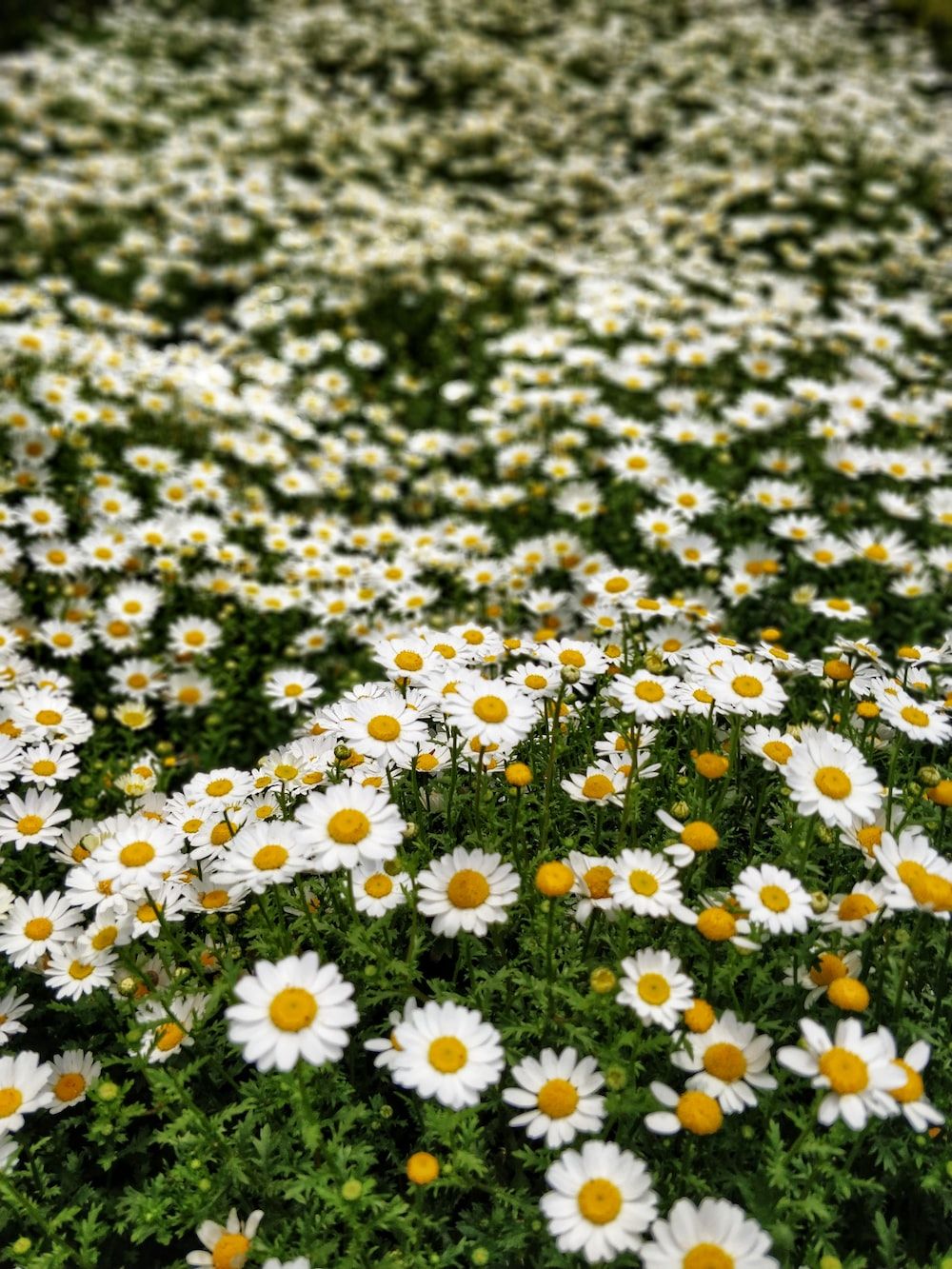 Daisy Field Wallpapers - Top Free Daisy Field Backgrounds - WallpaperAccess