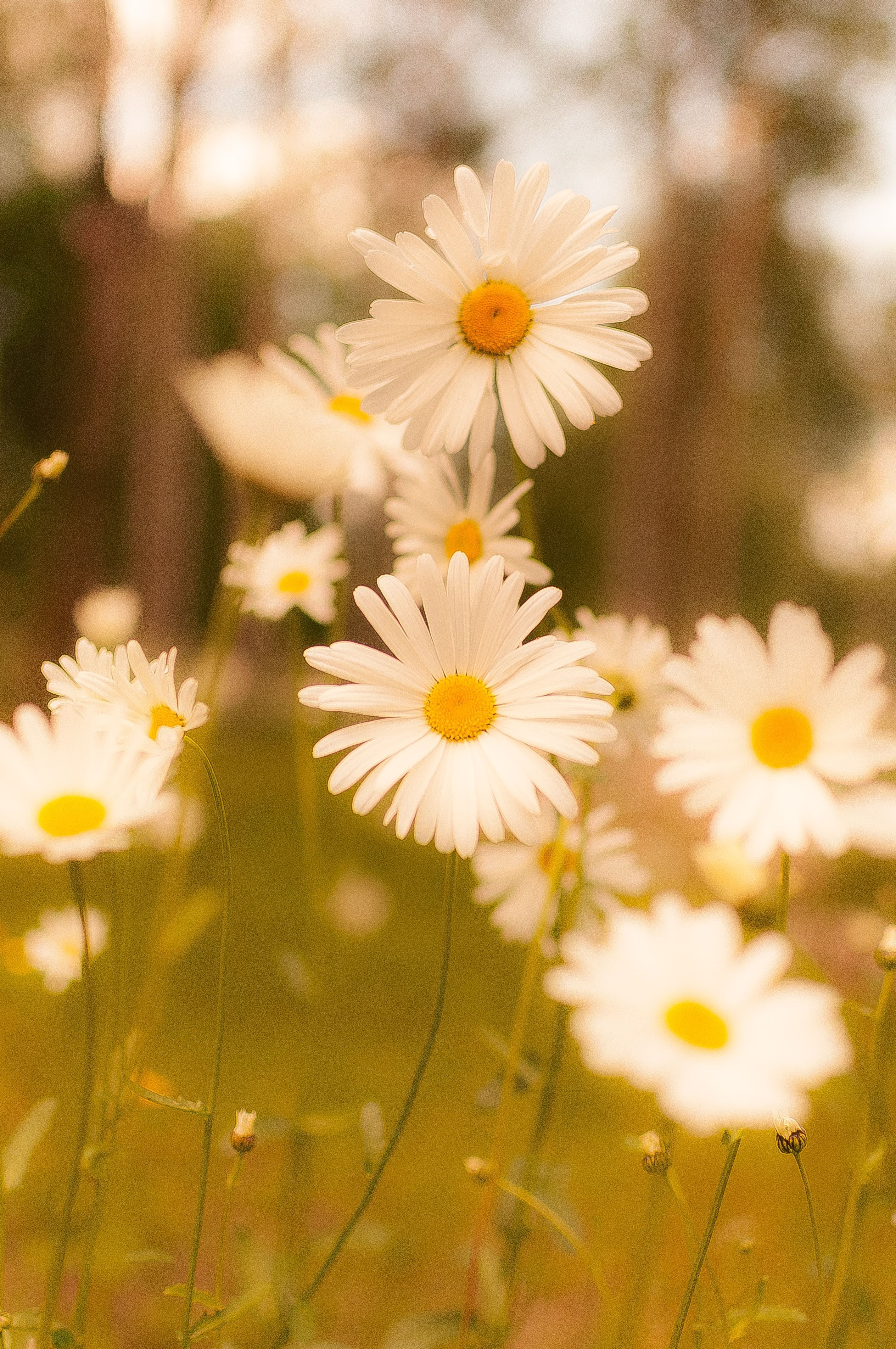 2848x4288 Daisy Photo, Download The BEST Free Daisy & HD Image