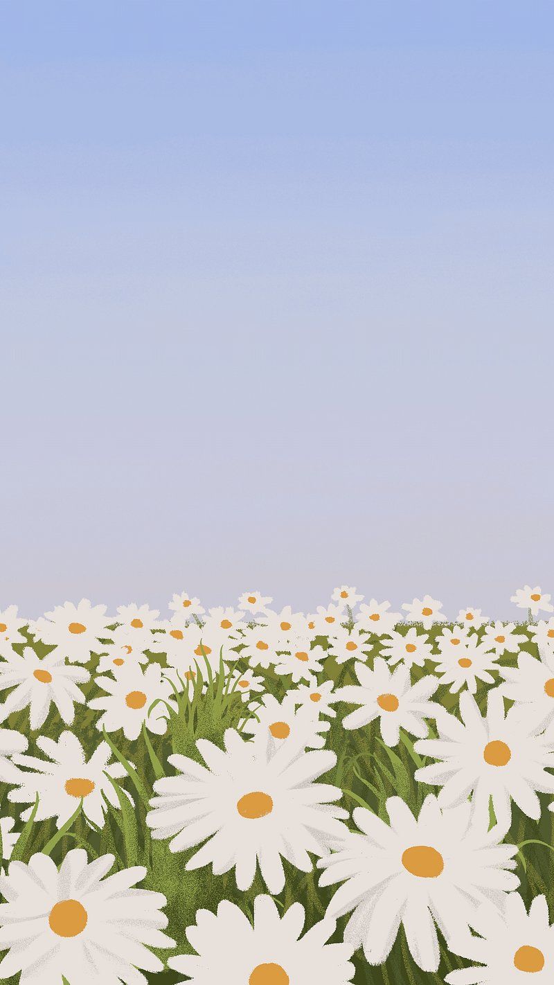 Daisy Field Wallpapers - Top Free Daisy Field Backgrounds - WallpaperAccess