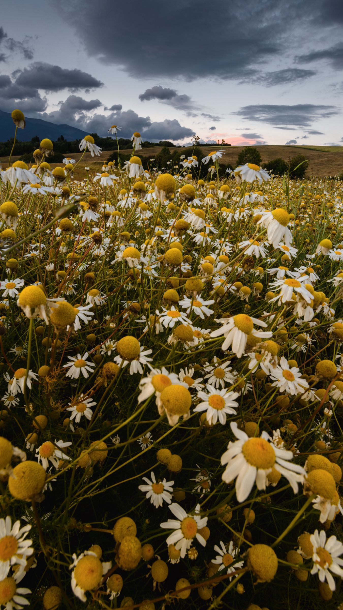 Daisy Field Wallpapers Top Free Daisy Field Backgrounds WallpaperAccess