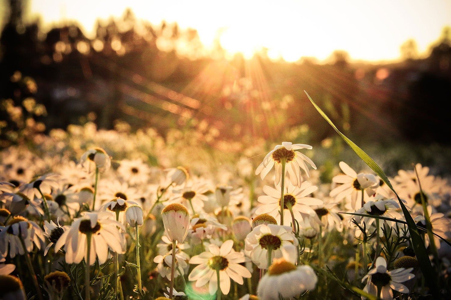 Daisy Field Wallpapers - Top Free Daisy Field Backgrounds - WallpaperAccess