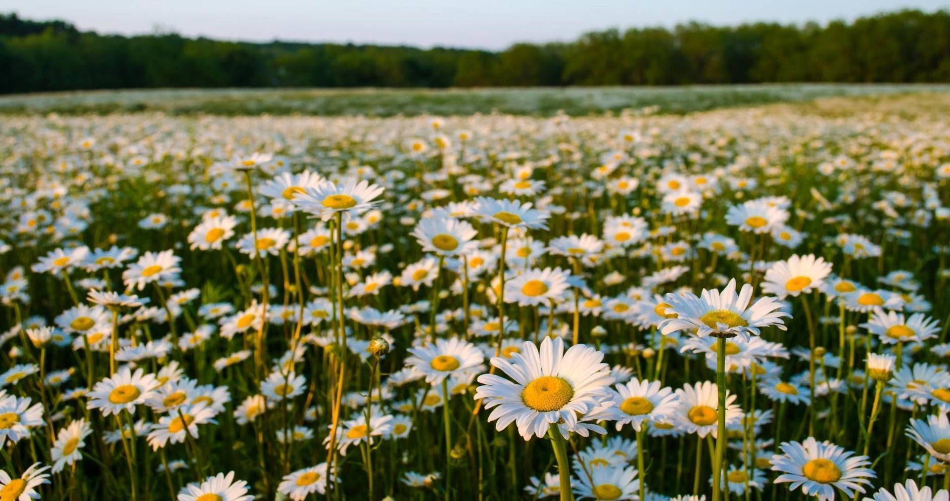1920x1013 Flower Field Wallpaper