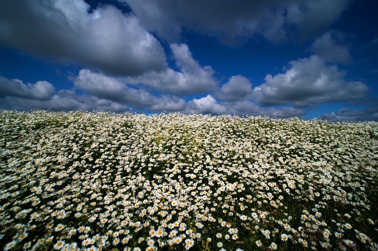 Daisy Field Wallpapers - Top Free Daisy Field Backgrounds - WallpaperAccess