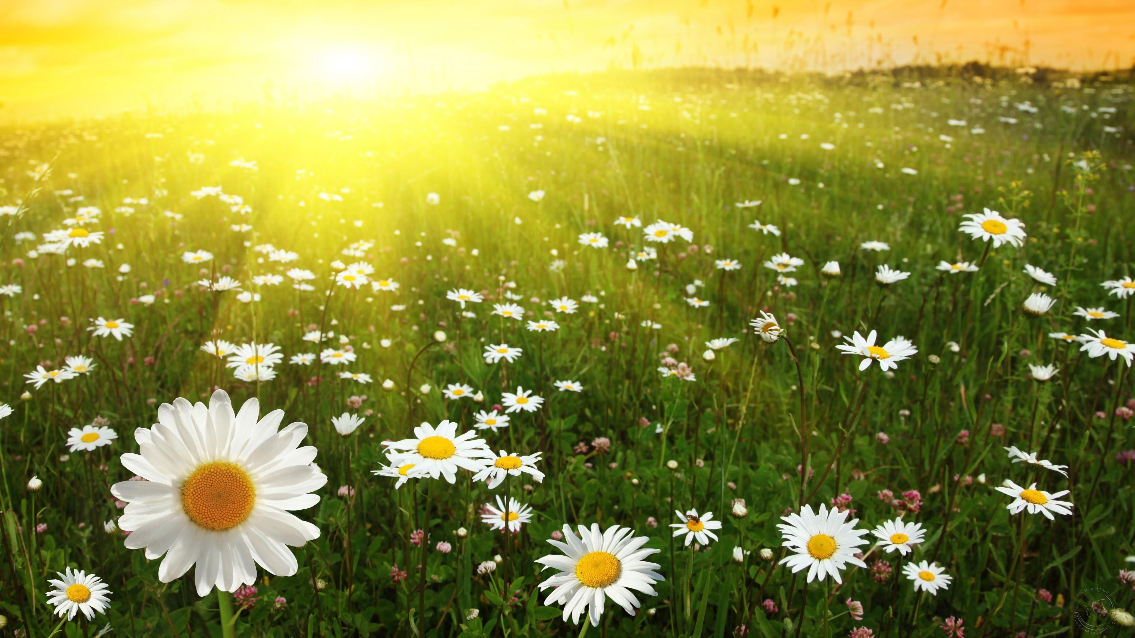 Daisy Field Wallpapers - Top Free Daisy Field Backgrounds - WallpaperAccess