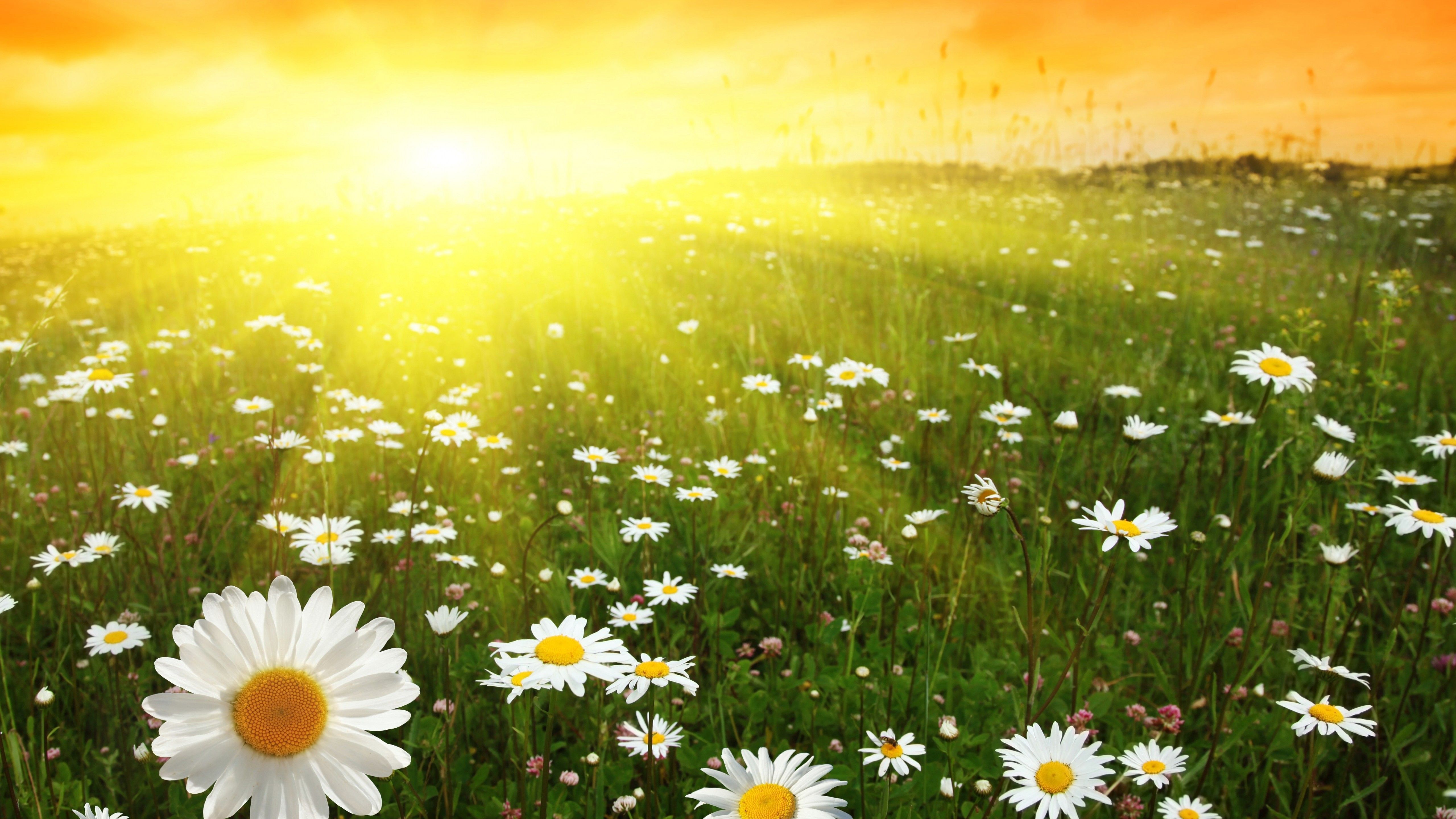 5120x2880 Wallpaper Daisies, 5k, 4k wallpaper, 8k, meadows, sunset, Nature
