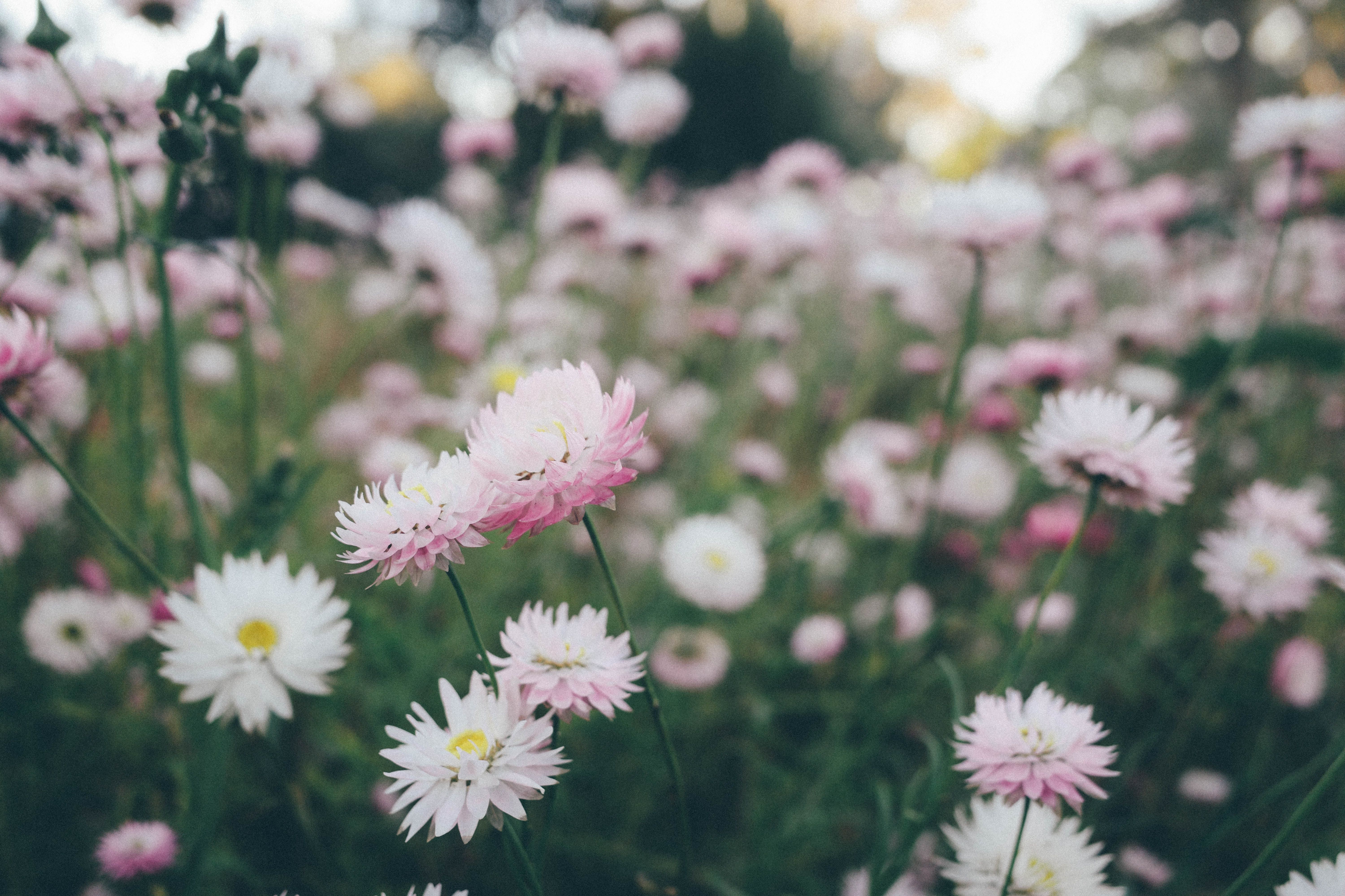 6000x4000 Daisy Field Photo, Download The BEST Free Daisy Field & HD Image