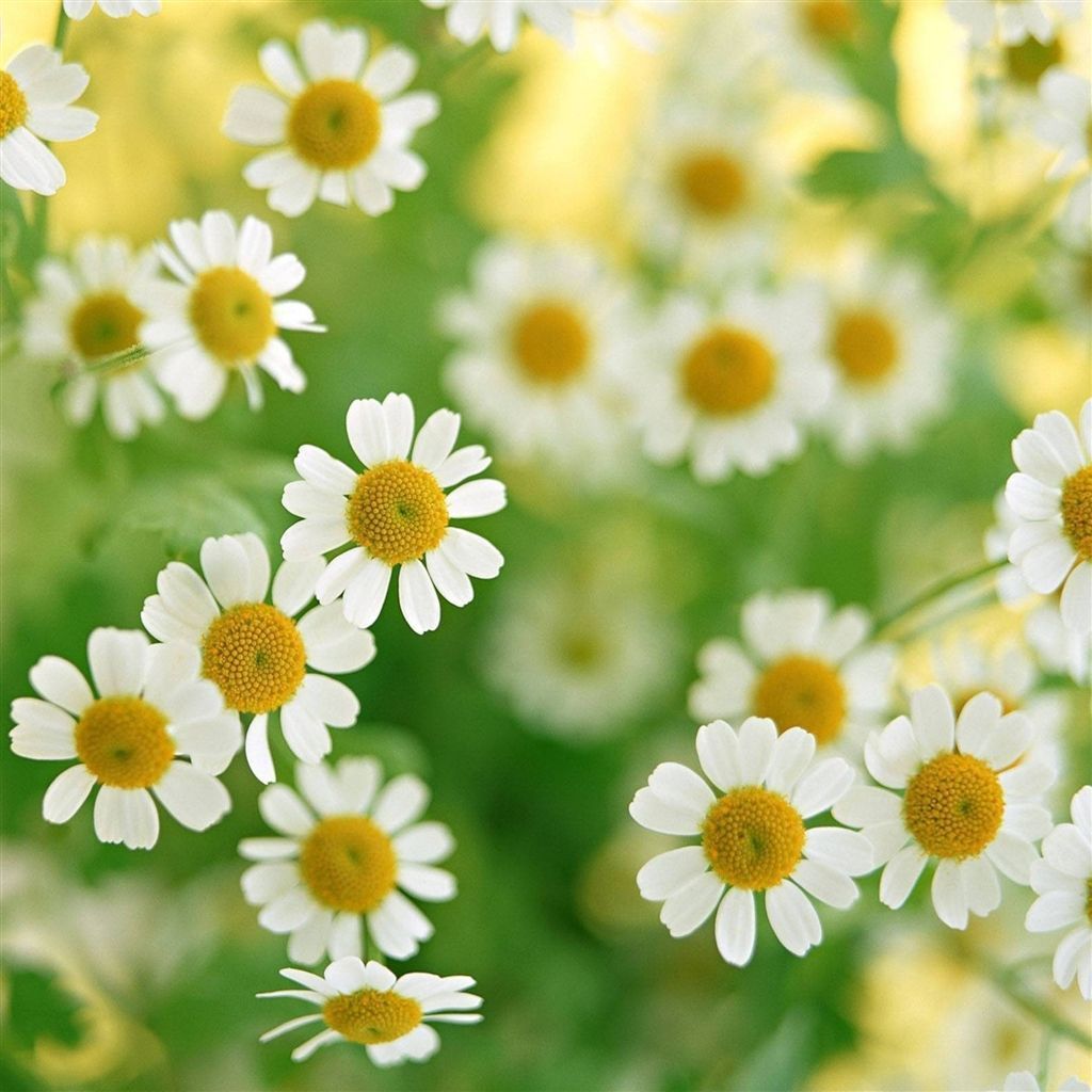 1024x1024 Nature Daisy Field #iPad #Air #Wallpaper. Daisy flower photo, Most beautiful flowers, Macro photography flowers