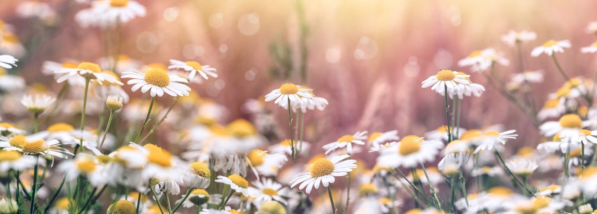 1920x688 Field of Daisies
