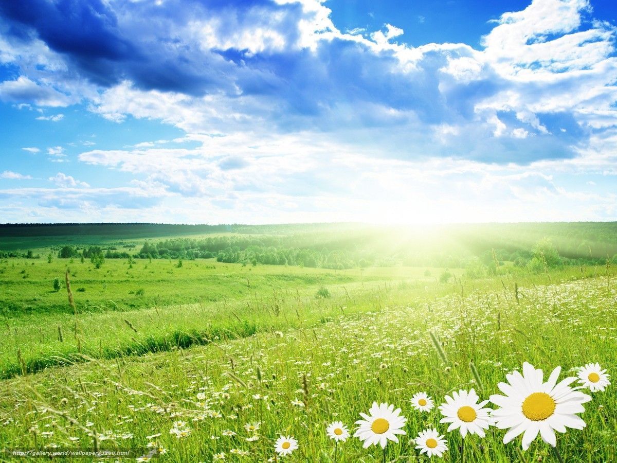 1200x900 Download wallpaper spring, Daisies, field, clouds free desktop wallpaper in the resolution 1920x1440