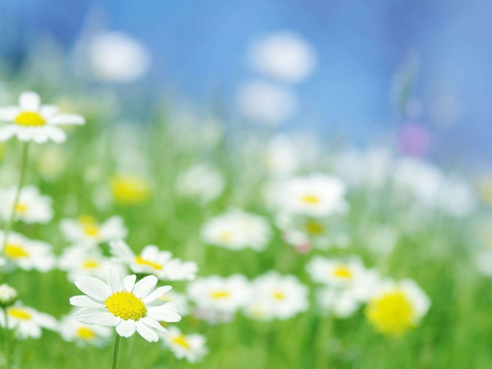 Daisy Field Wallpapers - Top Free Daisy Field Backgrounds - WallpaperAccess