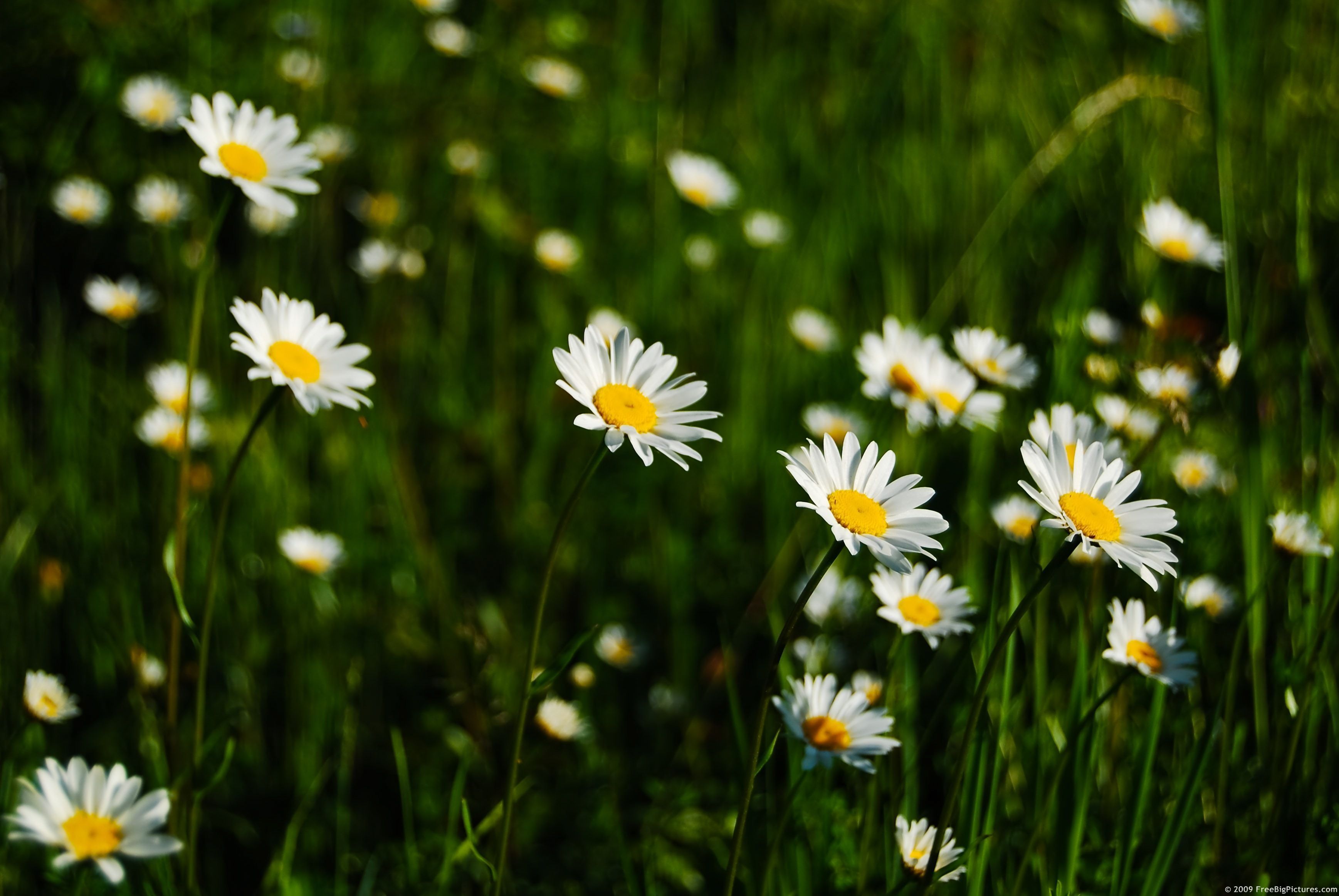 3475x2326 Daisies Field. Daisy, Picture, Field