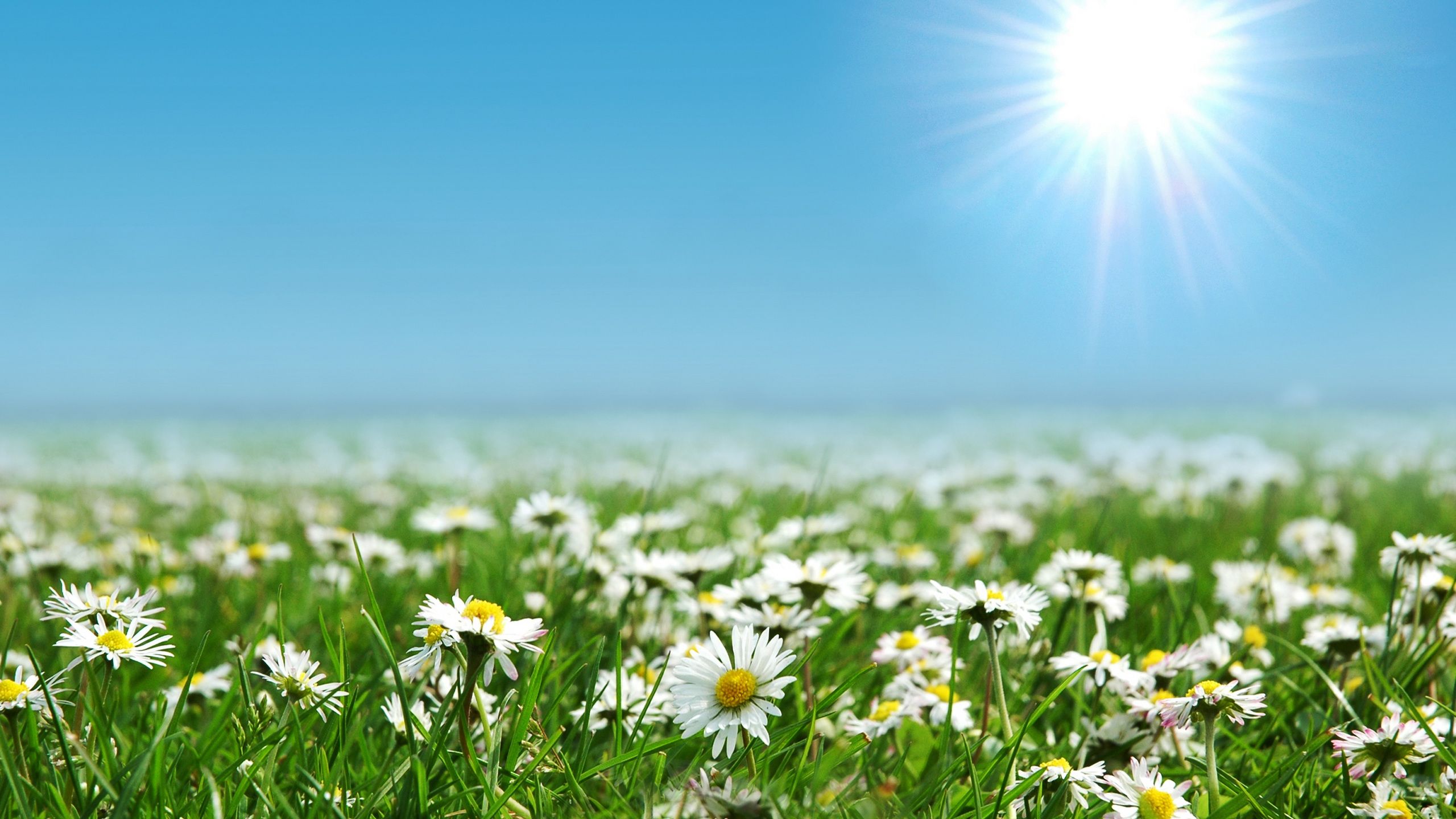 2560x1440 Wallpaper White Daisy Flowers Under Blue Sky During Daytime, Background Free Image