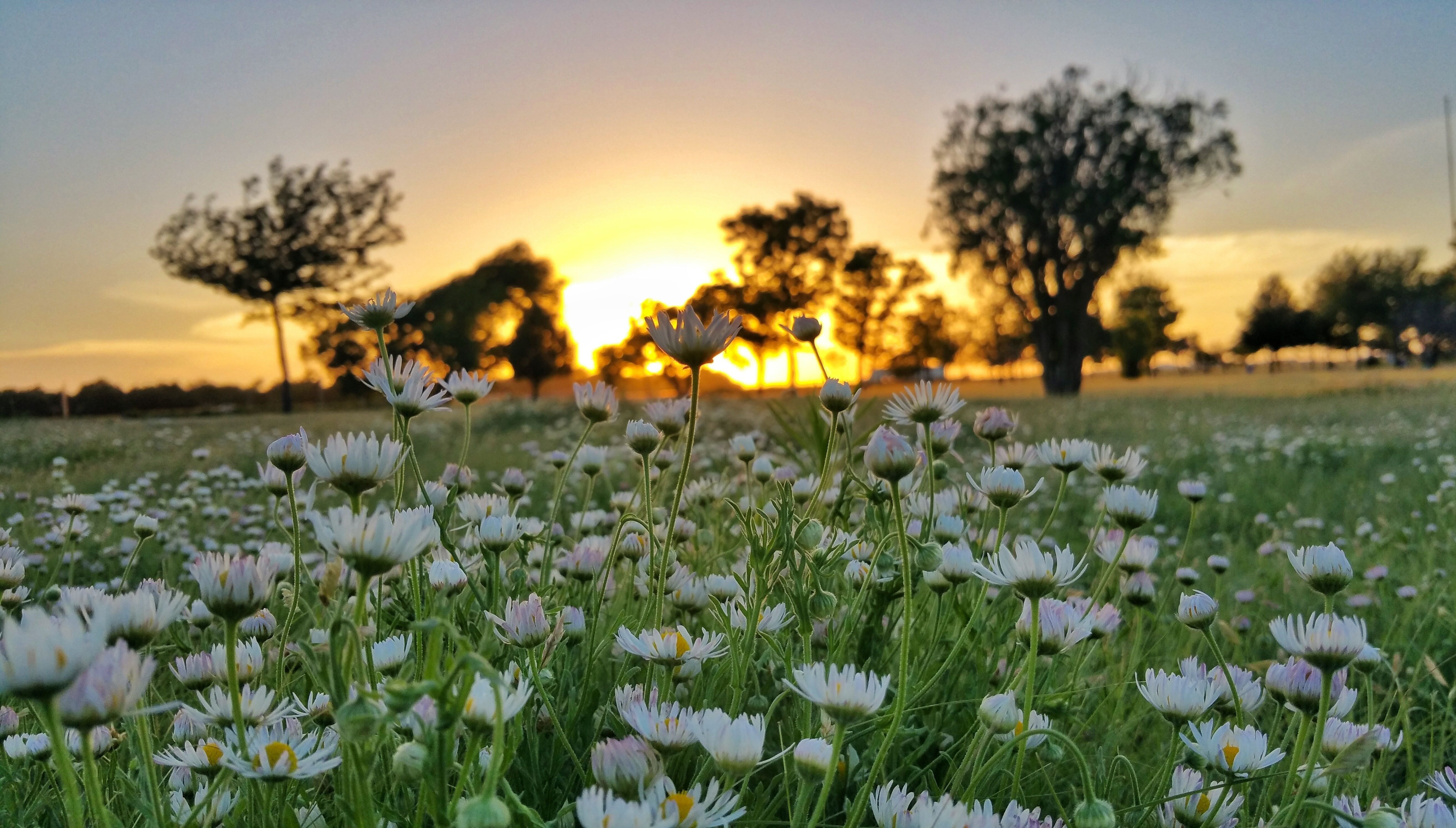 5252x2988 Field of white daisy flowers on a sunset background Desktop wallpaper 1024x768