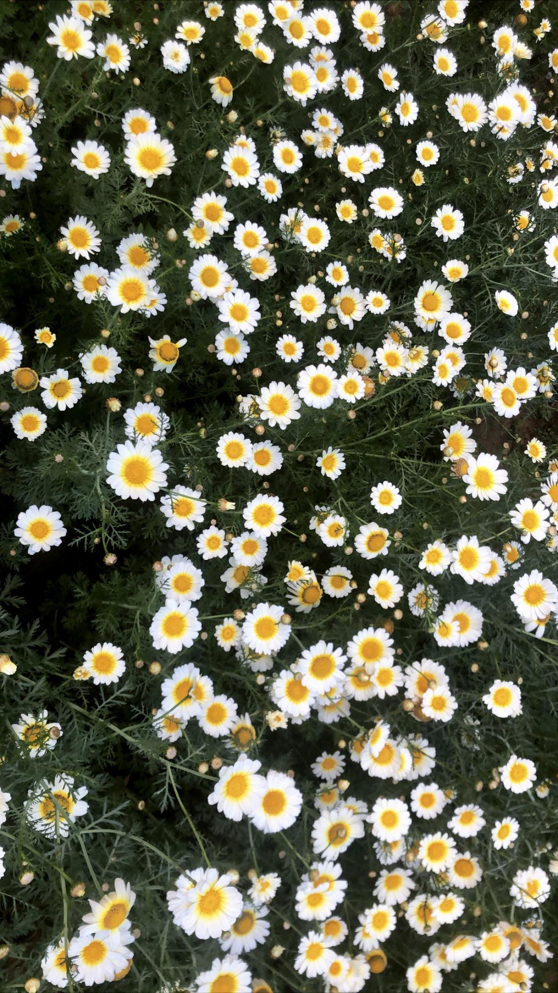 1125x2000 Daisy Field