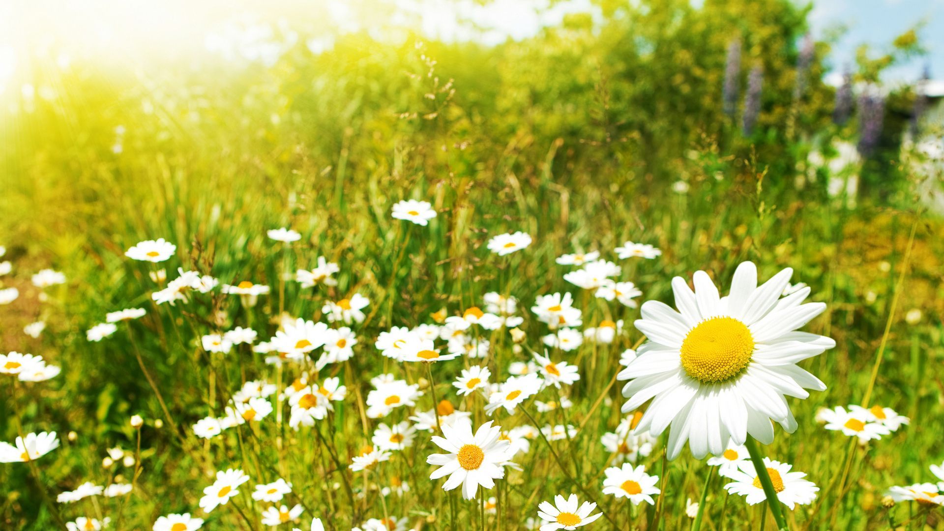 1920x1080 1920x1080 Wallpaper, field, daisies, flowers, paints, daisy, creative, brushes, art, fields