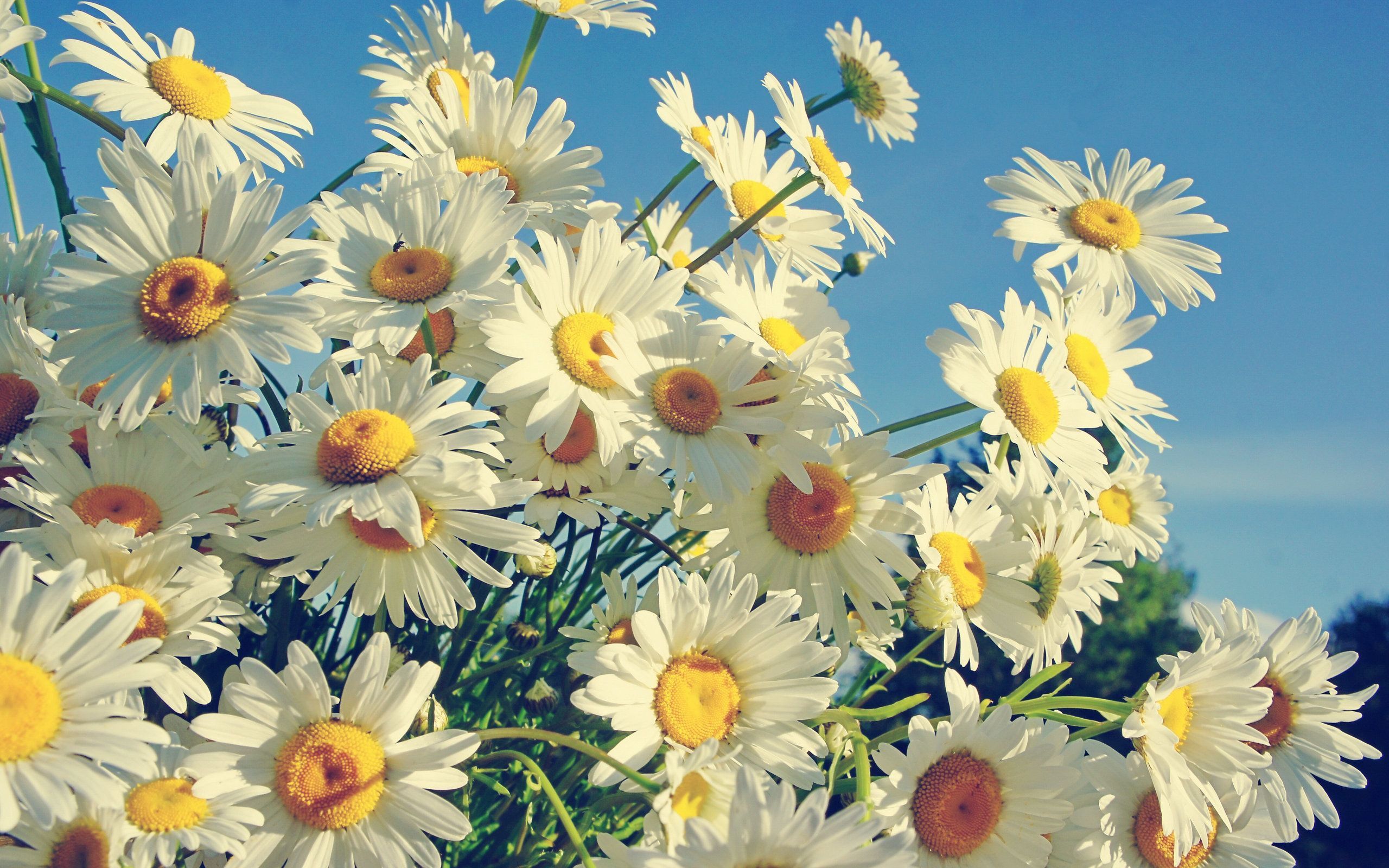 2560x1600 4k Flower Daisy Wallpaper