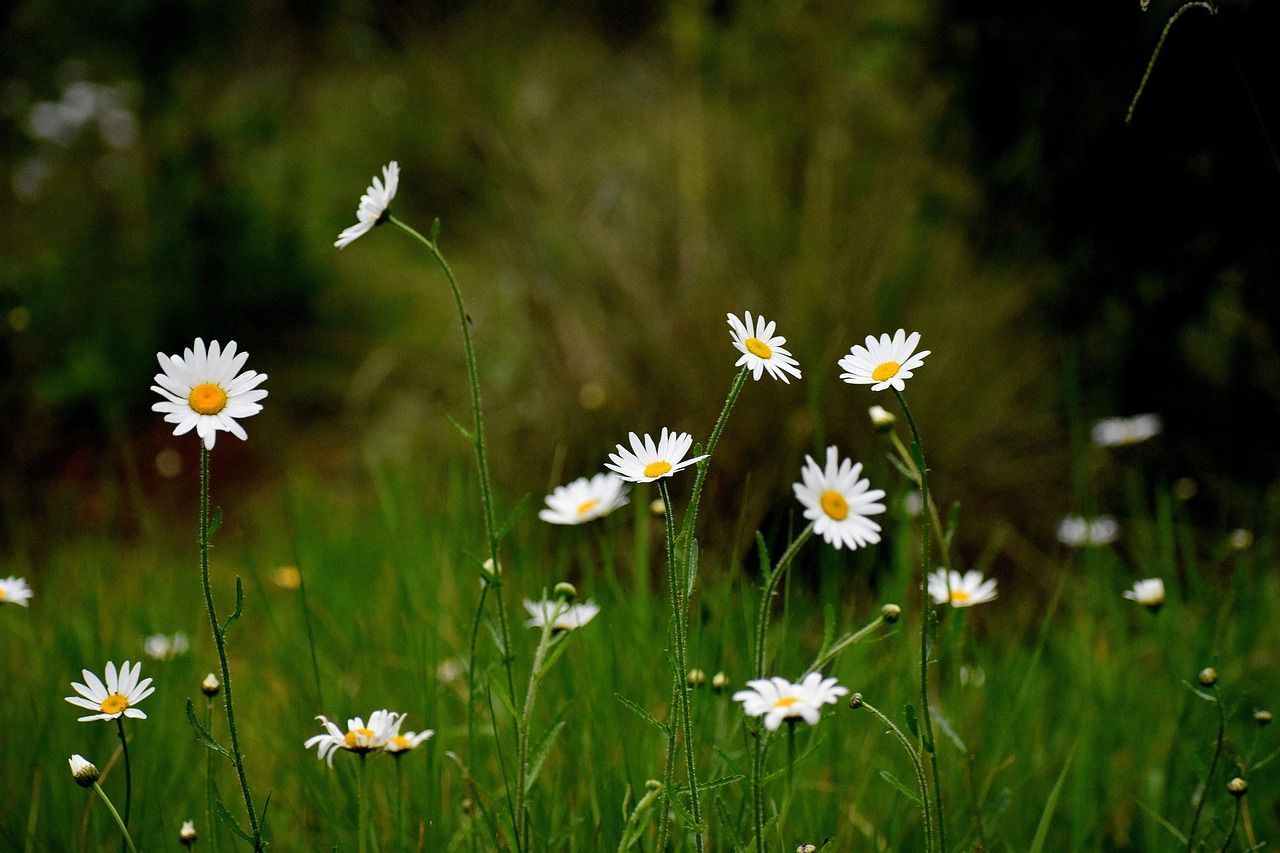 1280x853 Daisy Flowers Field