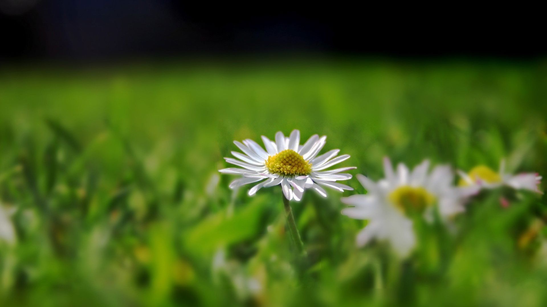 1920x1080 Download Wallpaper 1920x1080 daisy, field, grass, reflections Full HD 1080p HD Background