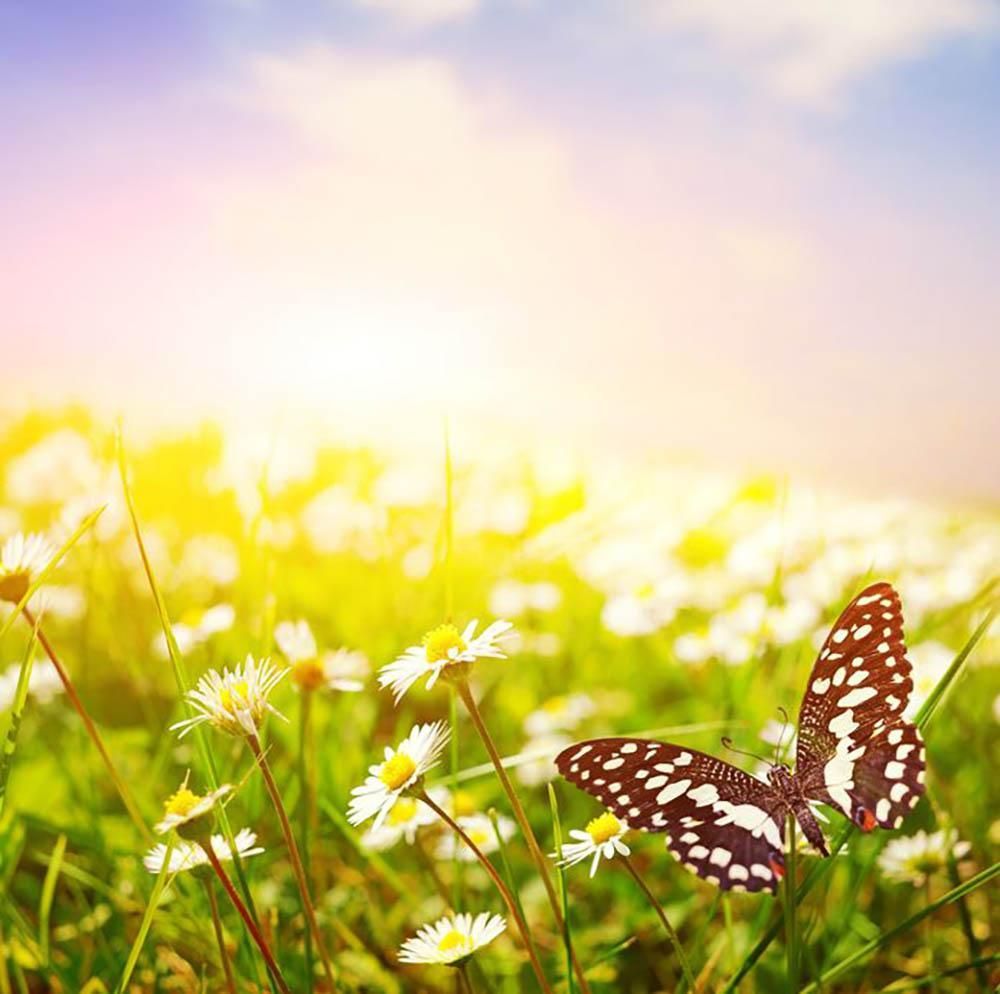 1000x994 Butterfly on a daisy field Wall Mural Wallpaper. Canvas Art Rocks