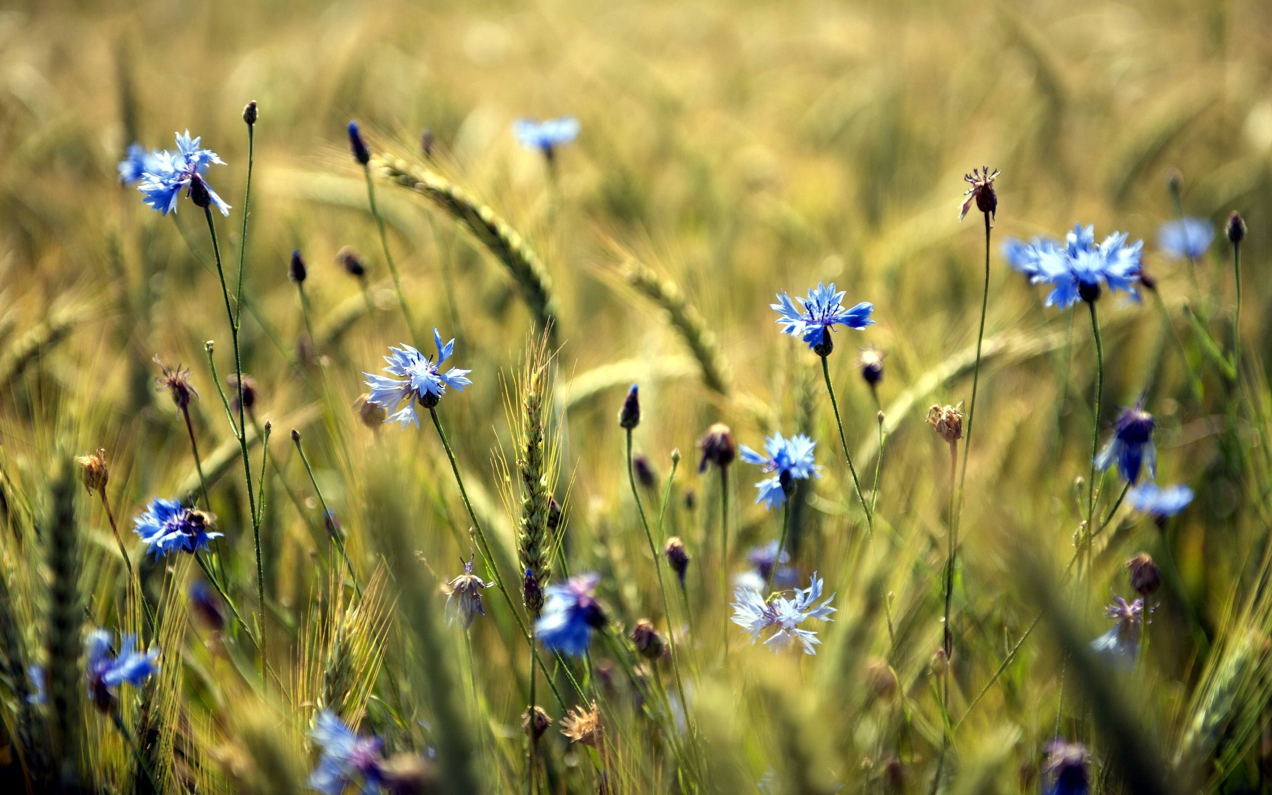 2560x1600 Nature Cornflower HD Wallpaper
