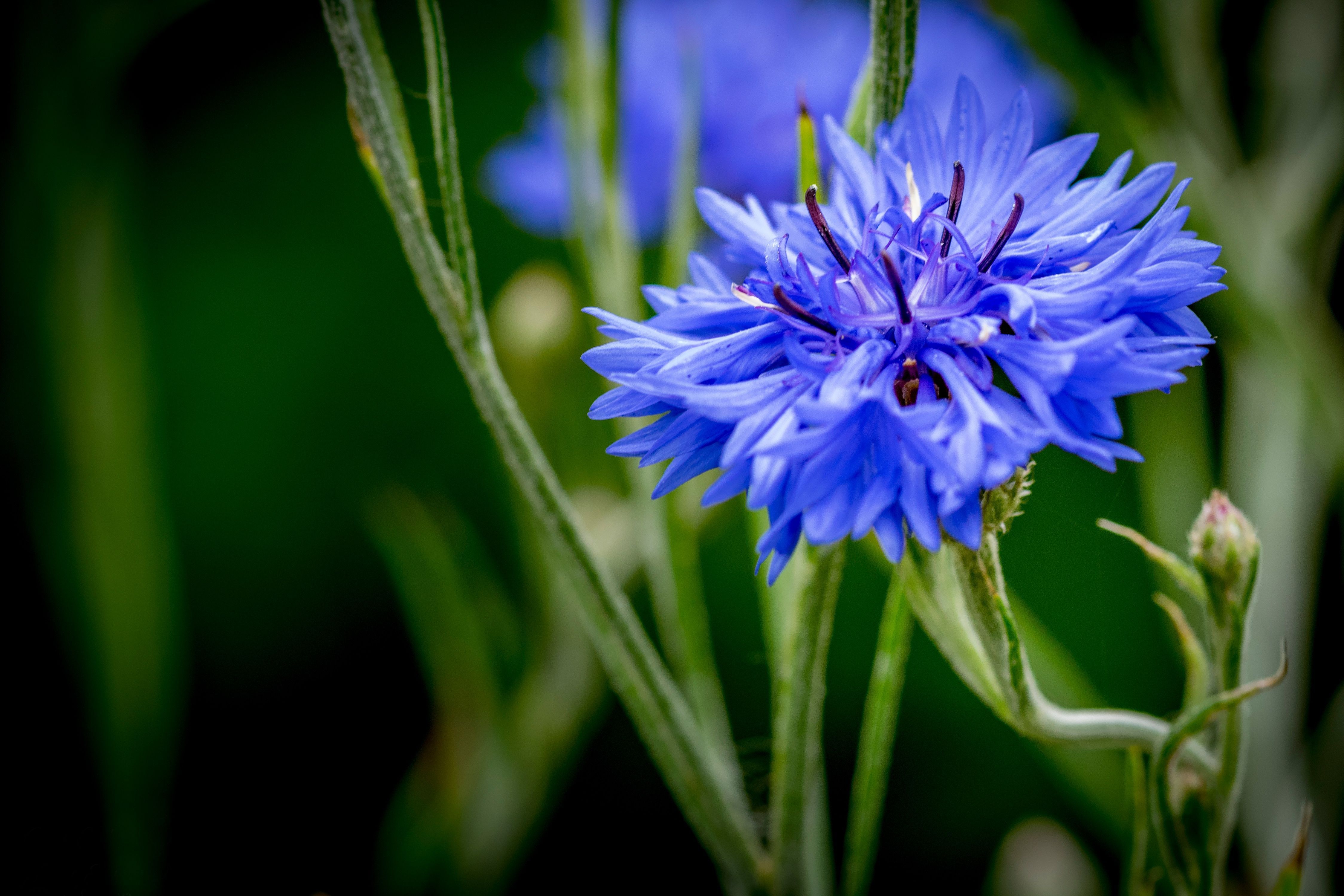 4497x2998 Nature Cornflower 4k Ultra HD Wallpaper