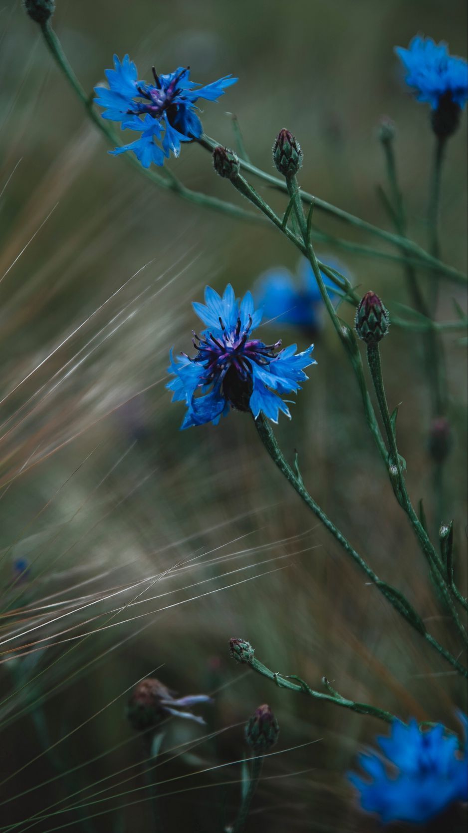 Cornflower Wallpapers - Top Free Cornflower Backgrounds - WallpaperAccess